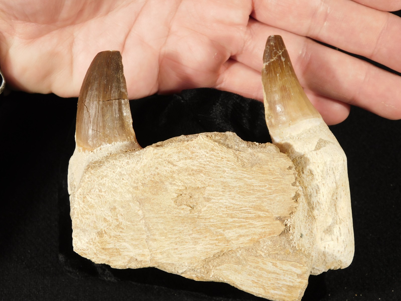 Mosasaurus JAW Bone Fossil with TWO TOOTH Fossils and Stand Morocco 258gr