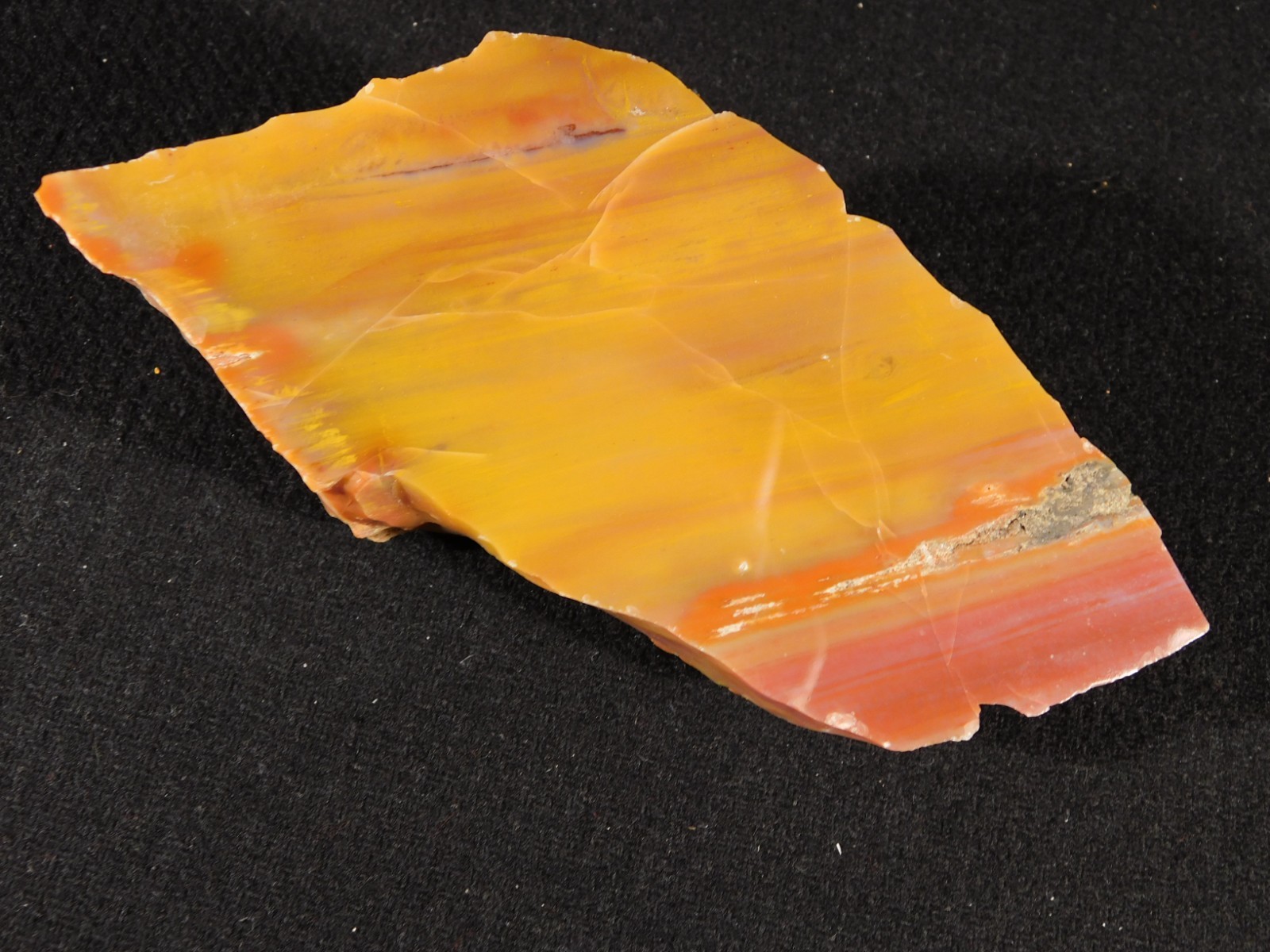 Polished Deep Yellow/RED Petrified RAINBOW WOOD Fossil End Cut Arizona 309gr