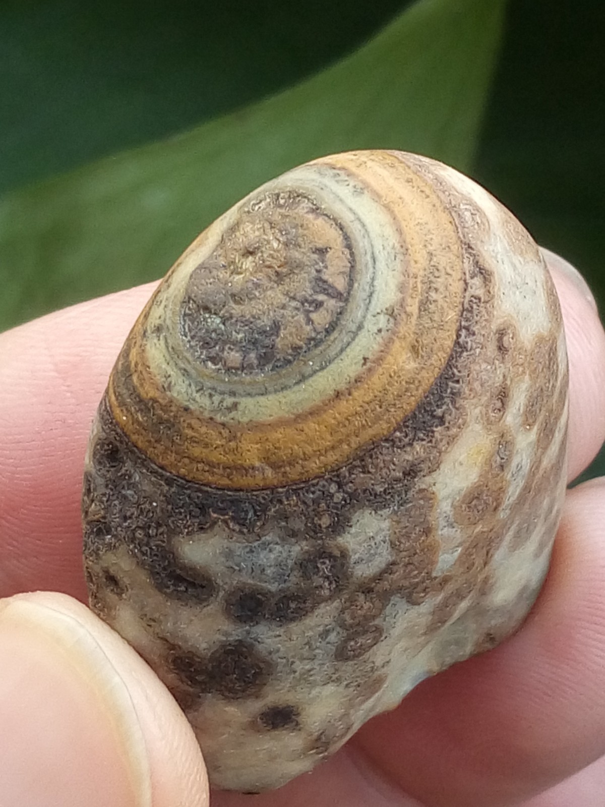 36mm Natural Gobi agate eye agate stone collection