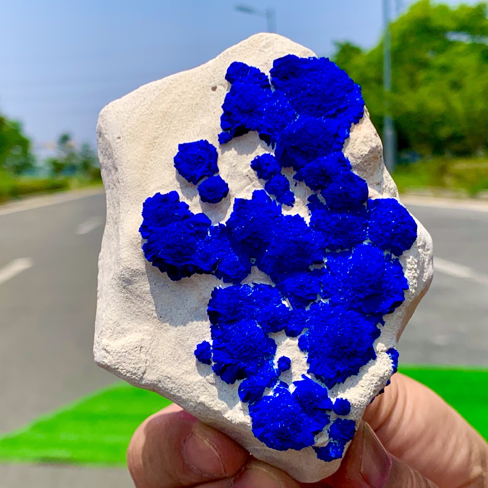 145GRare!Australia Klein blue azurite sunflower coexists on white kaolin bedrock