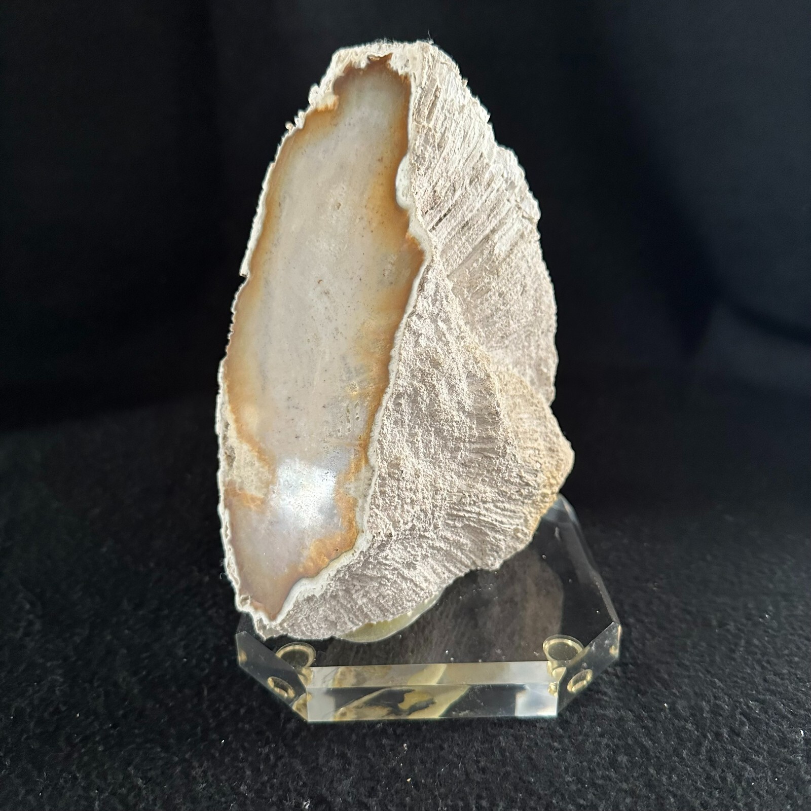 Agatized Fossilized Coral 7 inch Florida Fossil Polished on Lucite Base