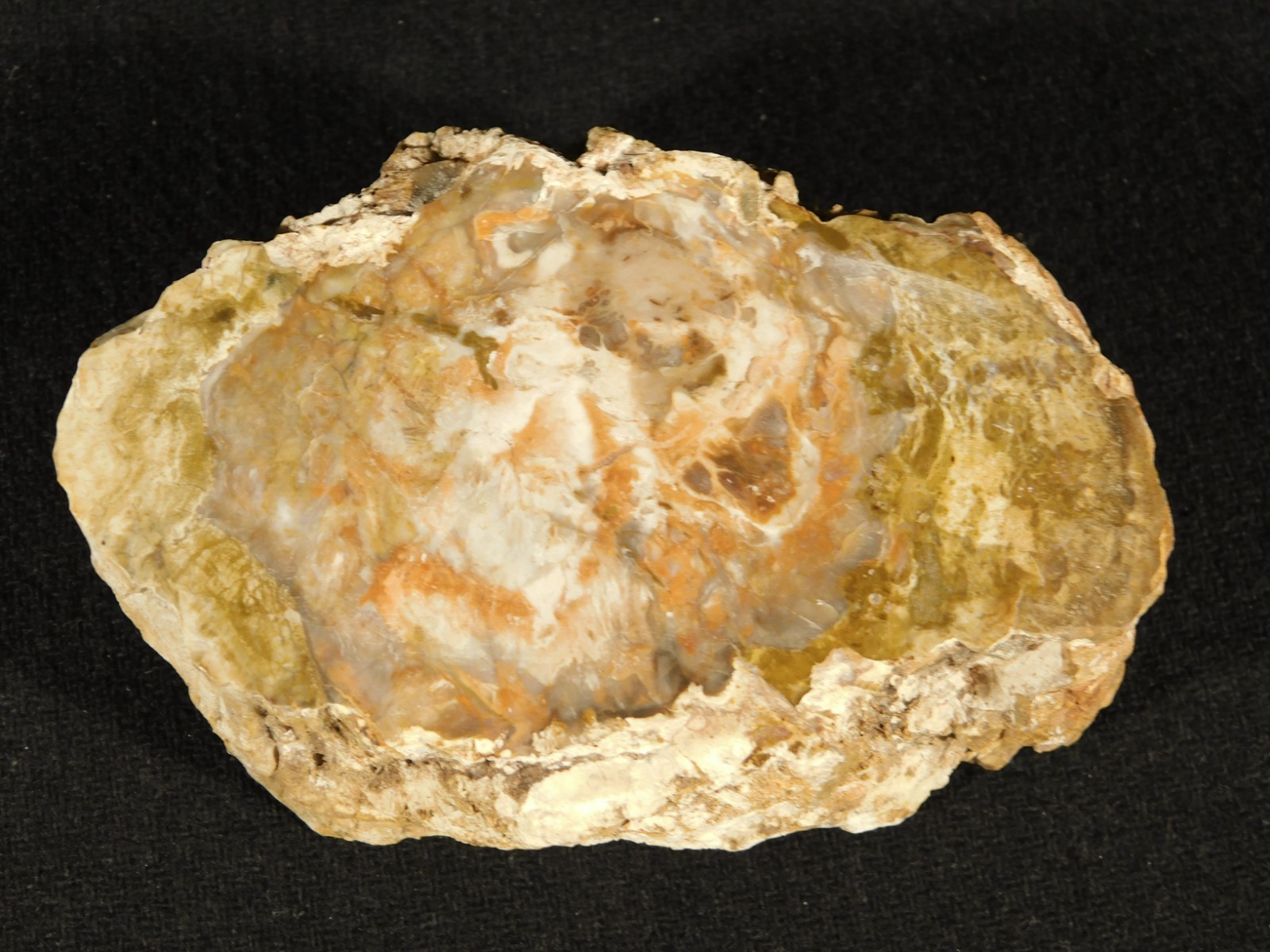 Nice BARK! 225 Million Year Old! Polished Petrified WOOD Fossil Madagascar 395gr