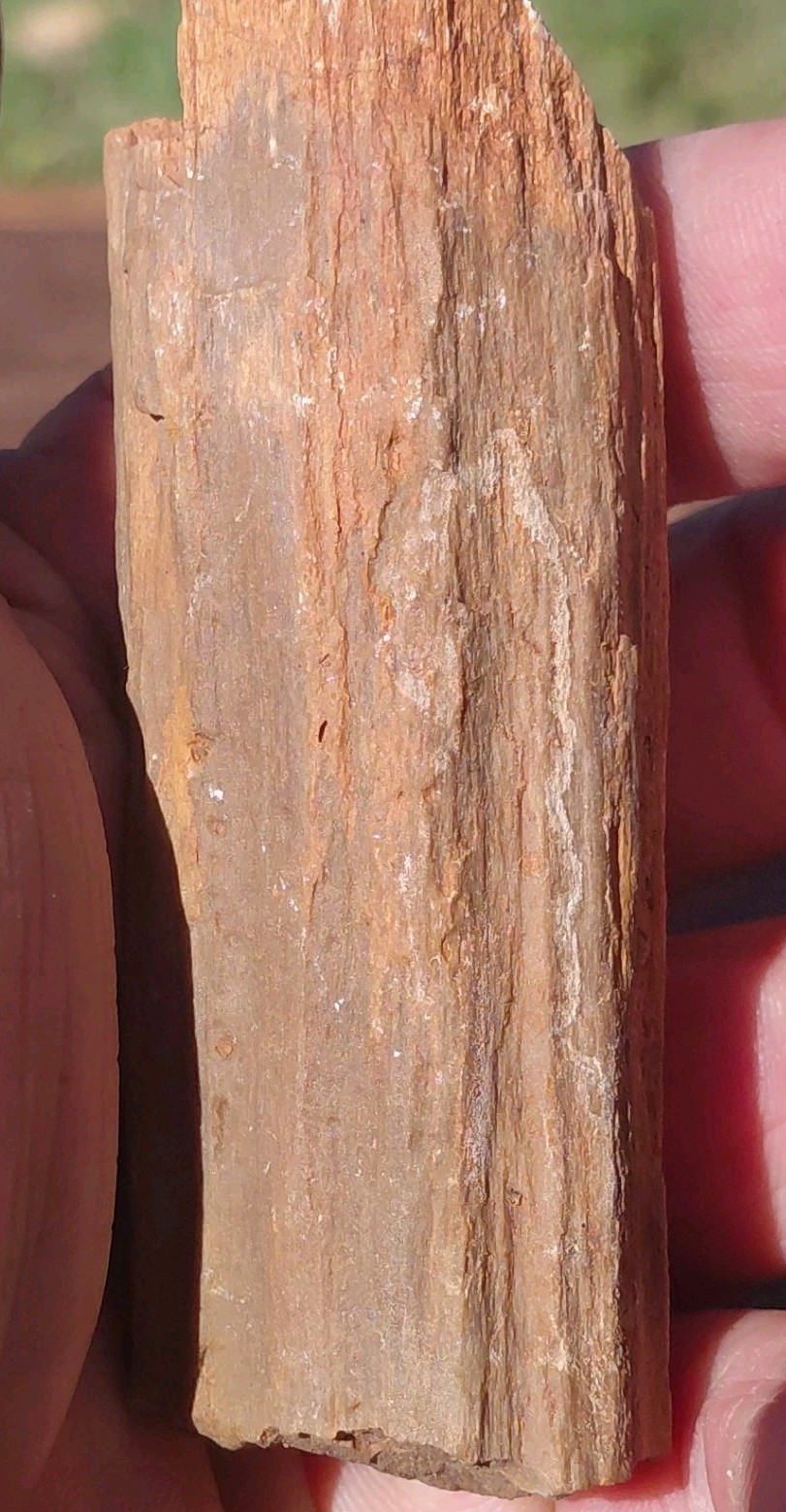 Petrified Wood Fossilized Branch W Bark Druzy Quartz-Hurricane Utah 3 1/4″×1 1/4