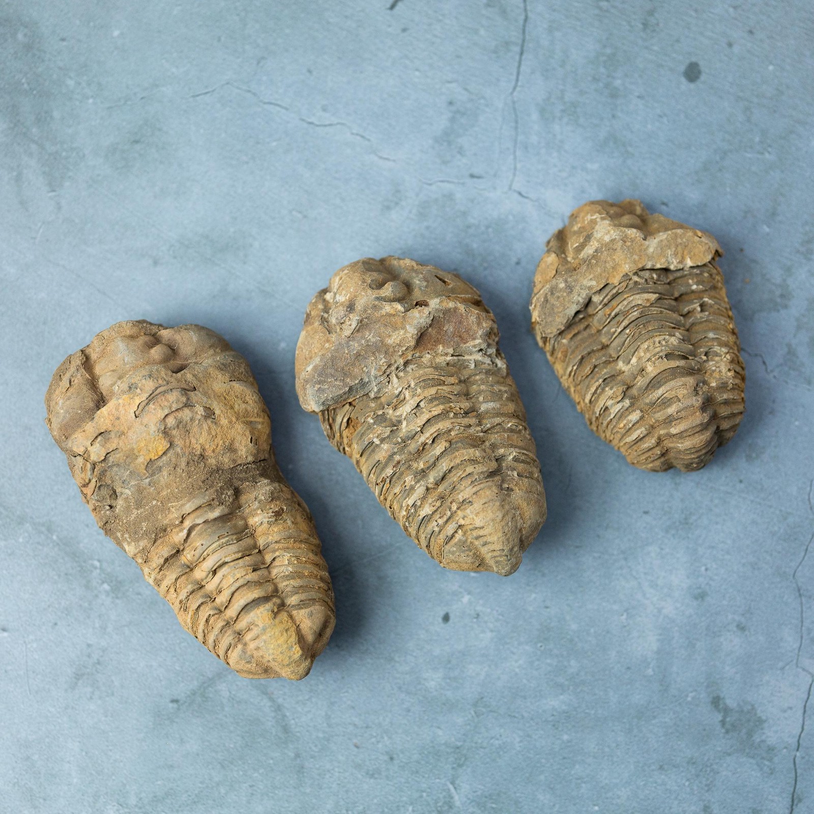 Trilobite Fossil Natural Ancient Specimen Prehistoric Marine Collector Gift