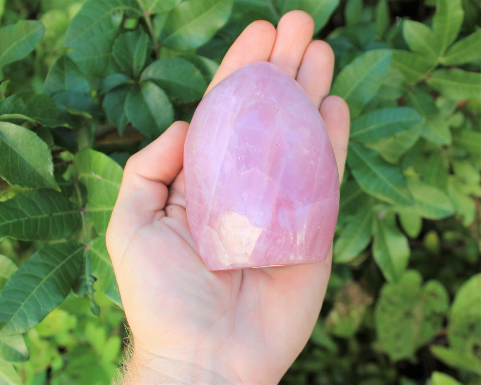 LARGE Polished Rose Quartz Freeform: Cut Base Free Standing Display Specimens