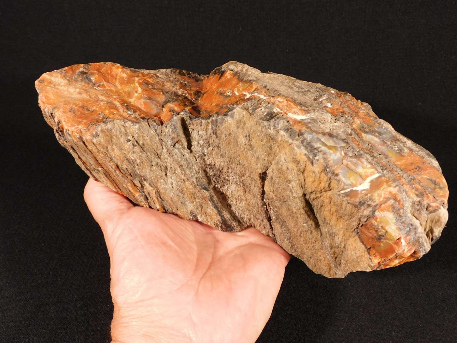 BIG! Highly Agatized Petrified WOOD Fossil From Triassic Arizona 3583gr