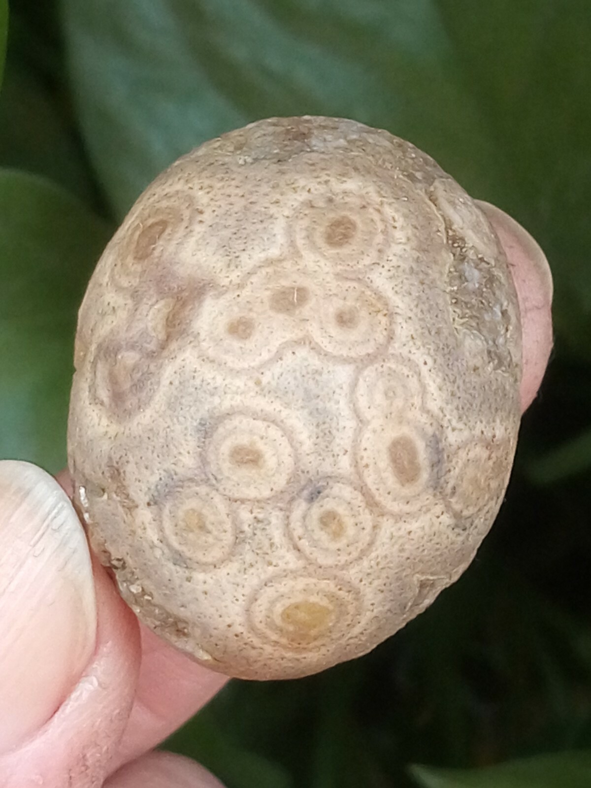 36mm Natural GoBi agate eye agate stone collection china