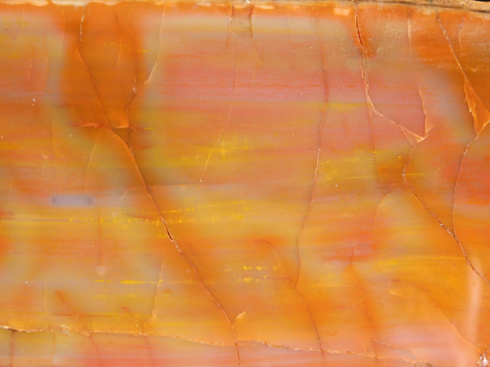 Nice BARK! Big Polished Petrified RAINBOW WOOD Fossil Arizona 2595gr