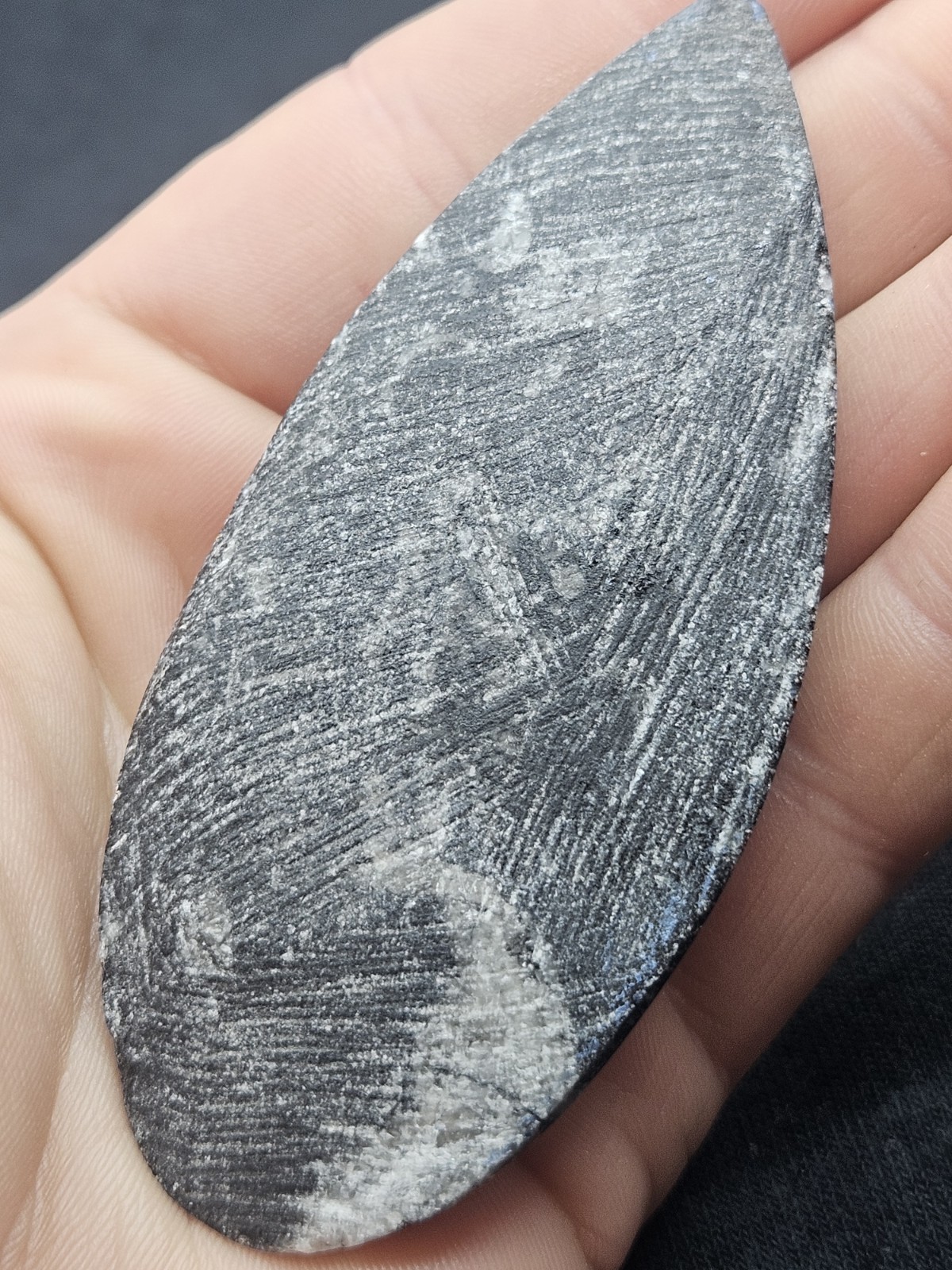 Polished Orthoceras Fossil Palm Stone – Morocco – Devonian Era Cephalopod
