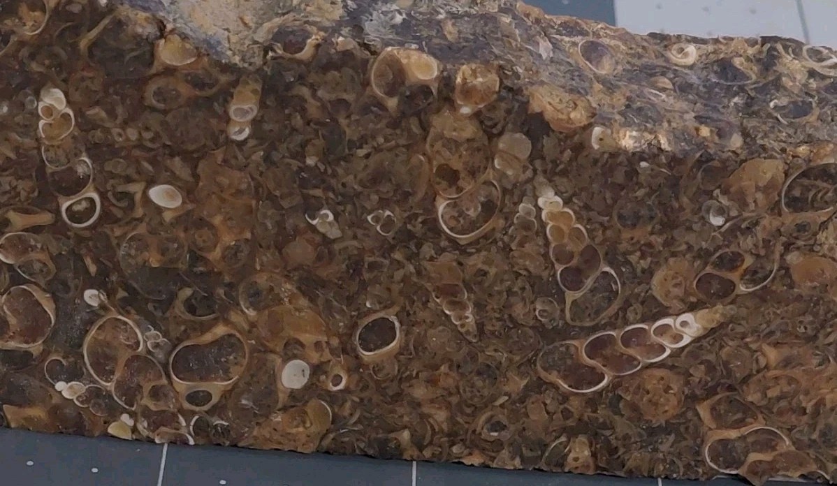 1 lb Turritella Agate Cross Section Snail Fossils Slabbed 4 Sides 5 3/4″ Wyoming