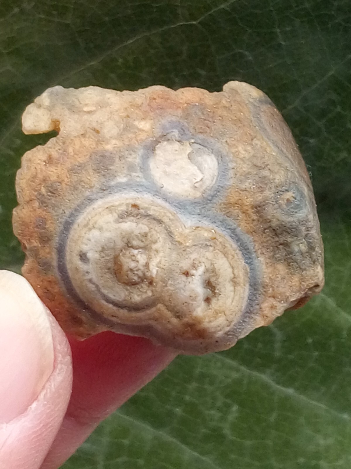36mm Natural Gobi agate eye agate stone Suiseki-viewing collection china
