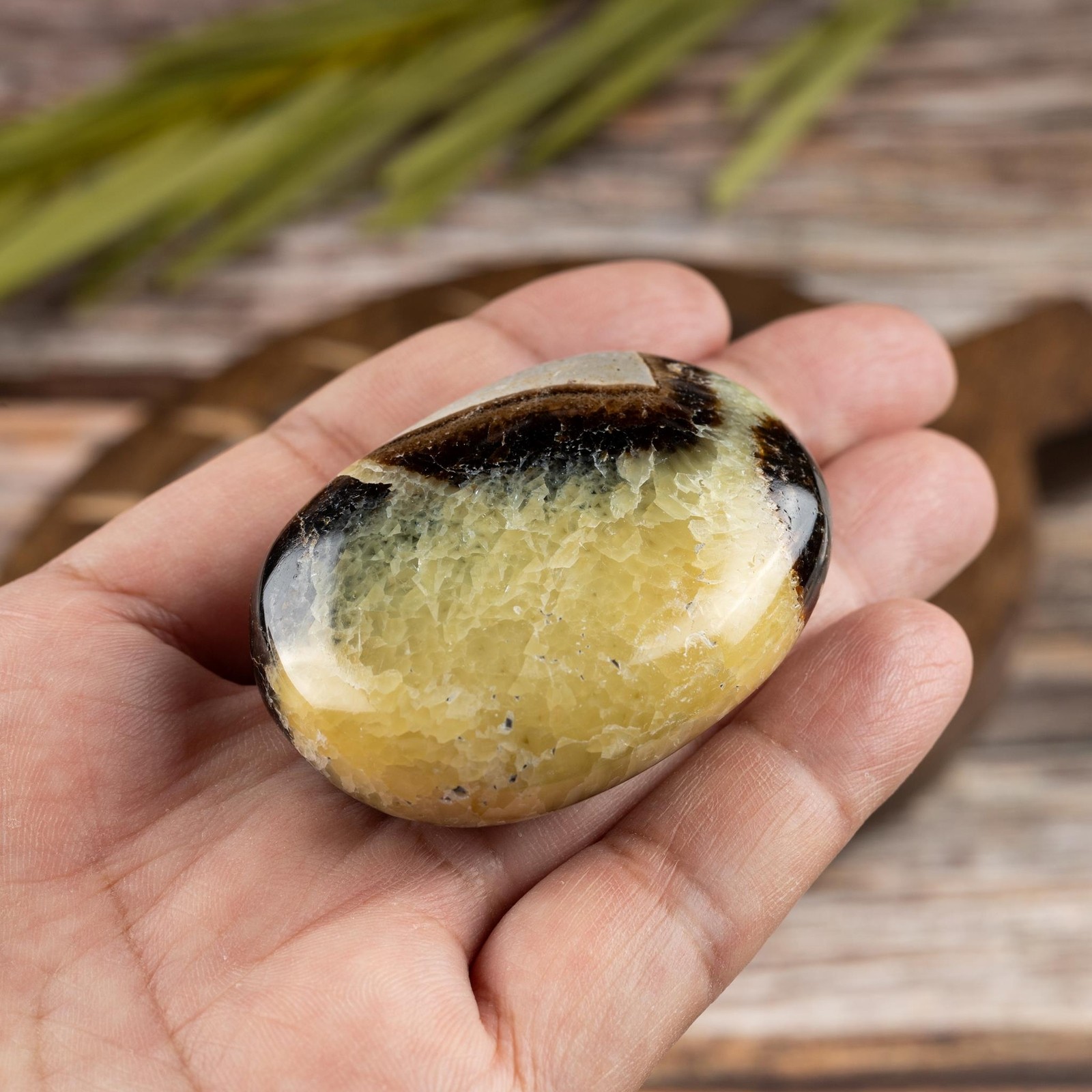 Septarian Palm Stone Crystal – Natural Healing Stone for Anxiety Relief & Medita