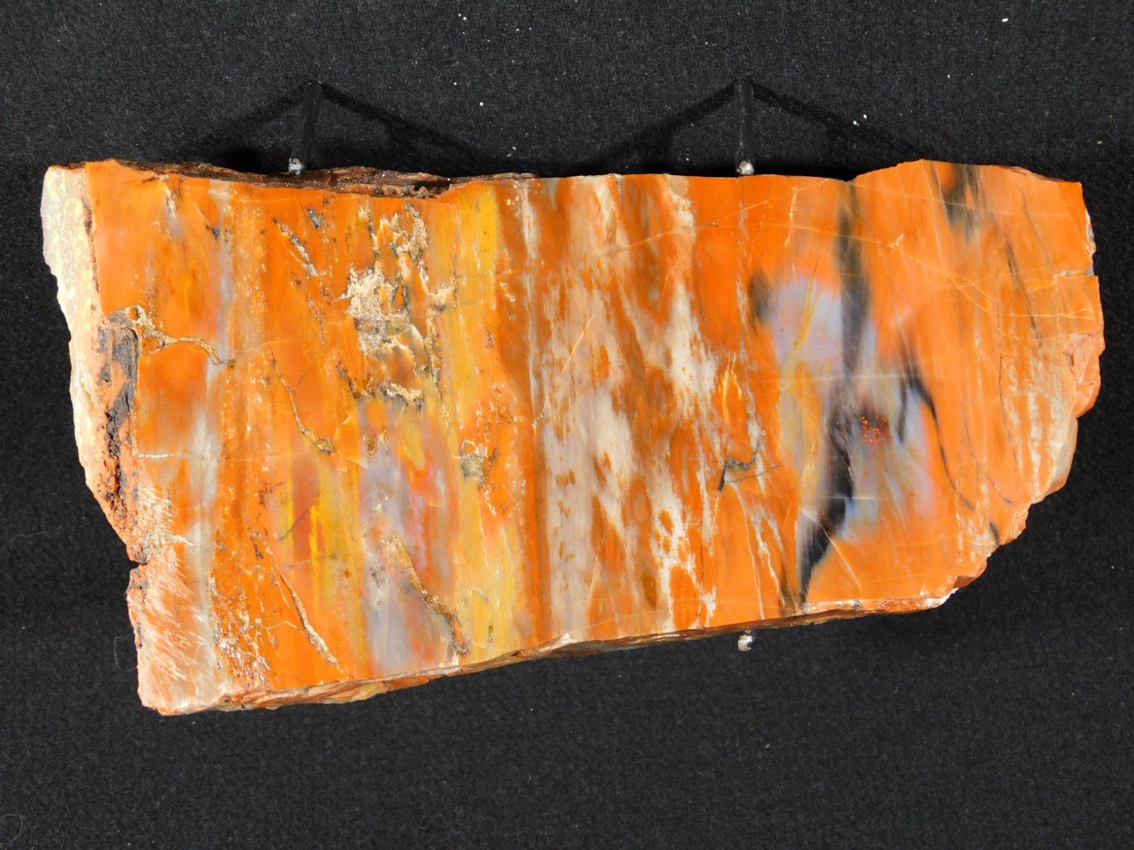 Colorful Polished Petrified WOOD RAINBOW Fossil Slab Arizona 752gr