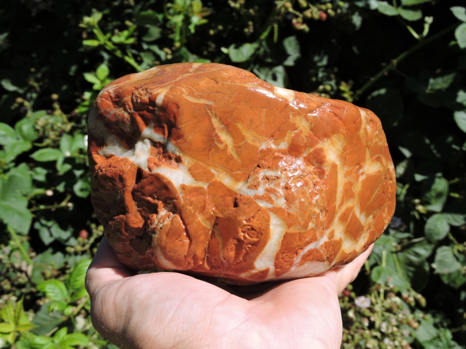High Grade Whole OREGON Marbled Jasper Nodule (5Lb+) ORANGE Brecciated Jaspagate