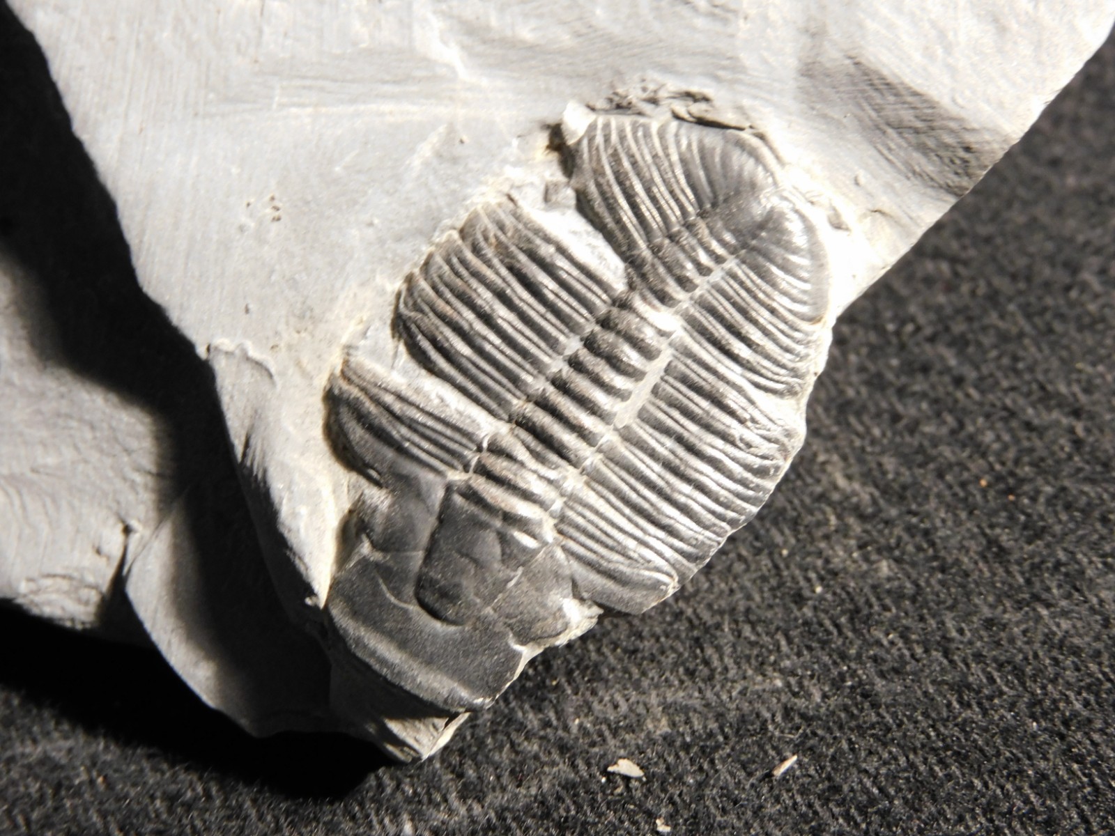 TRILOBITE Fossil with an Anomalocaris BITE! From Cambrian Utah 147 *C