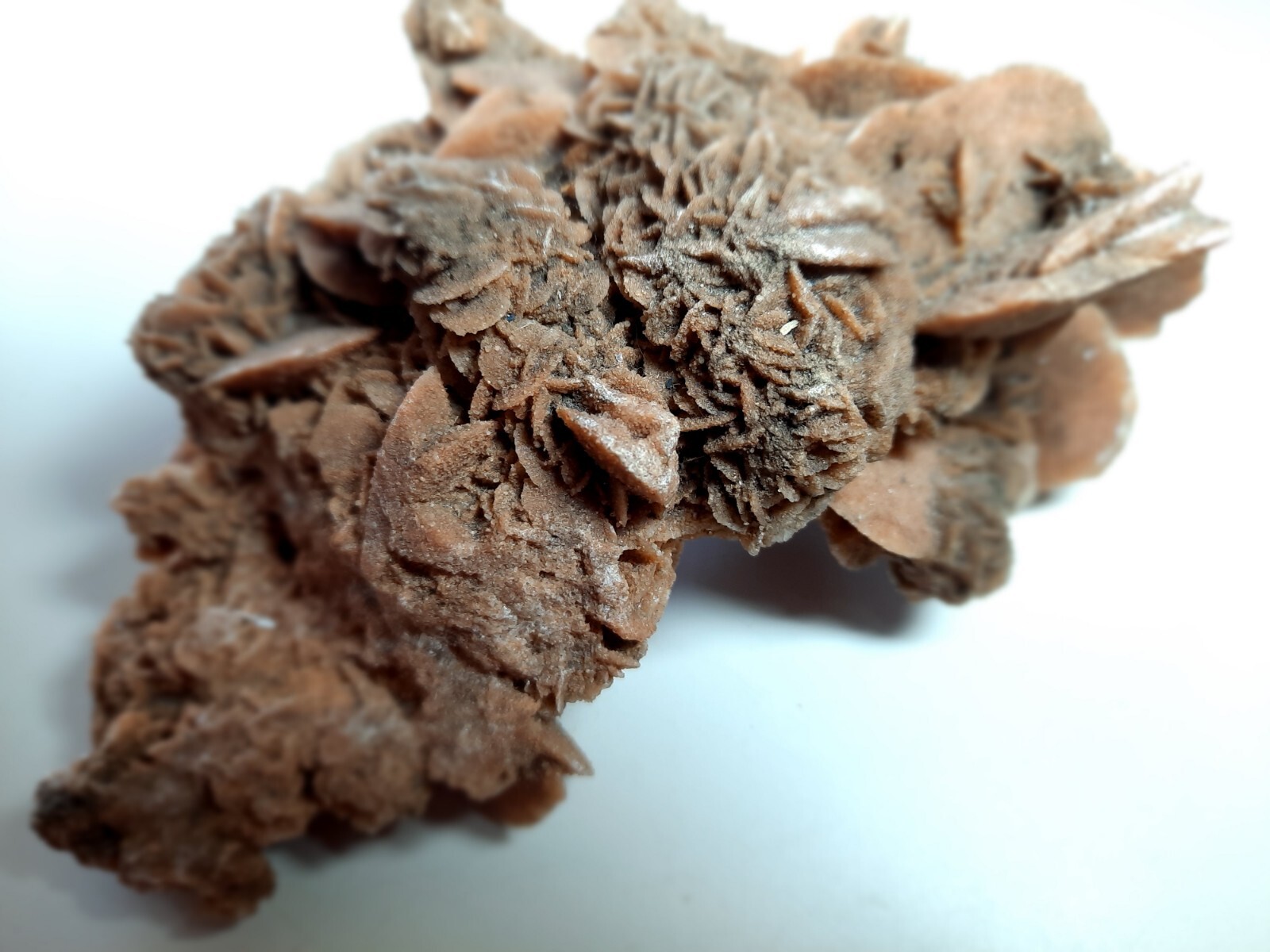 LARGE DESERT ROSE GYPSUM 6 1/4 x 3 1/2 x 2 1/4 Rock Mineral Crystal Stone