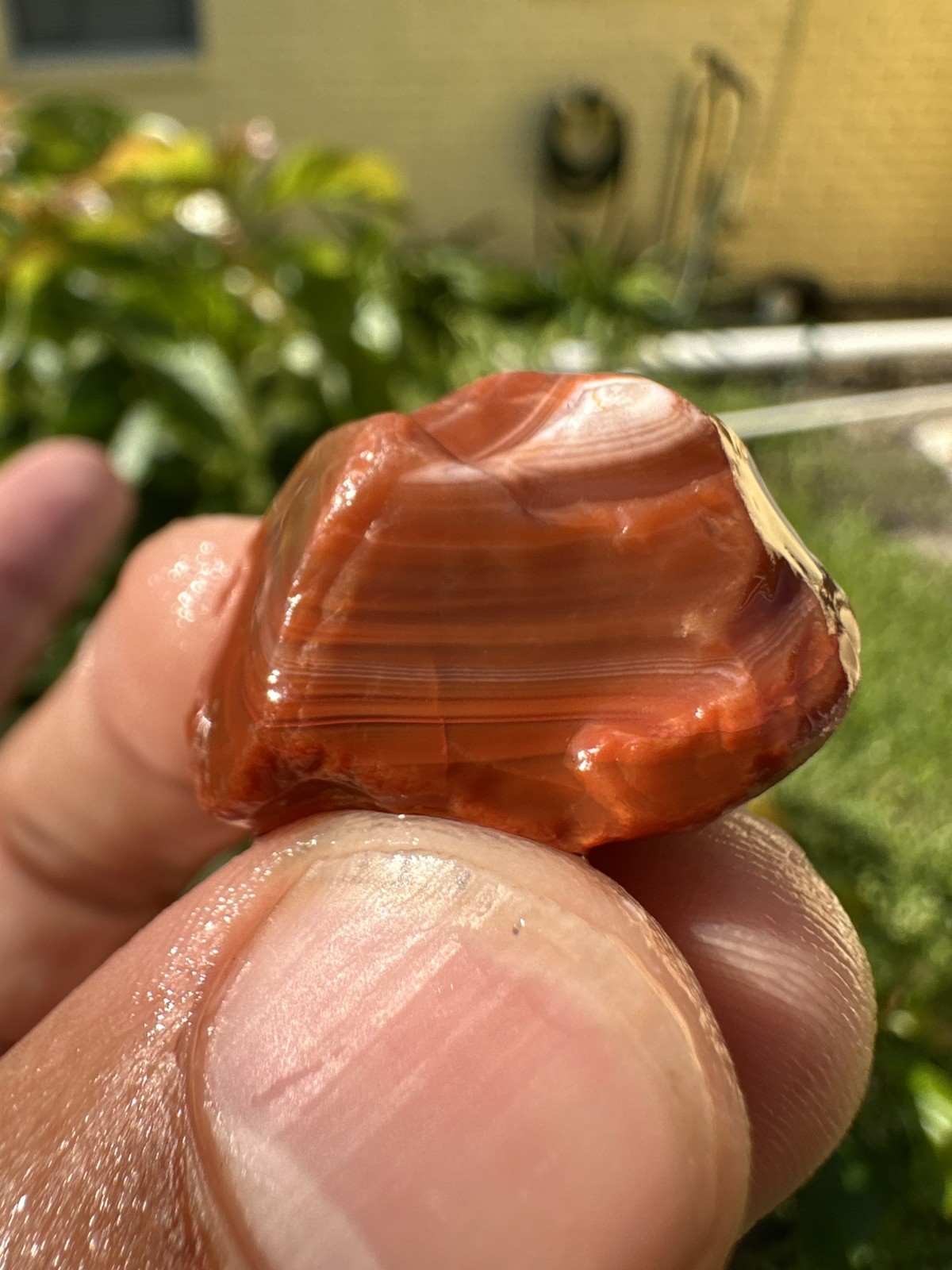 1.75 oz Lake Superior Agate Lapidary Lot 5 Multicolor Beauty’s