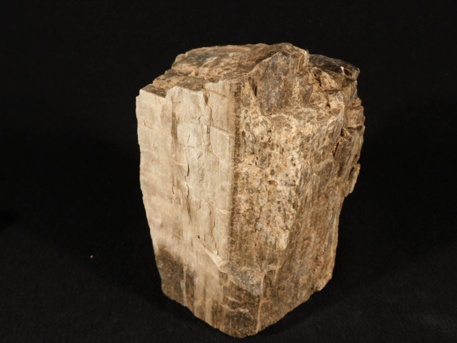 Well Defined BARK! Big 100% Natural Petrified Wood Fossil Jurassic Utah 1740gr