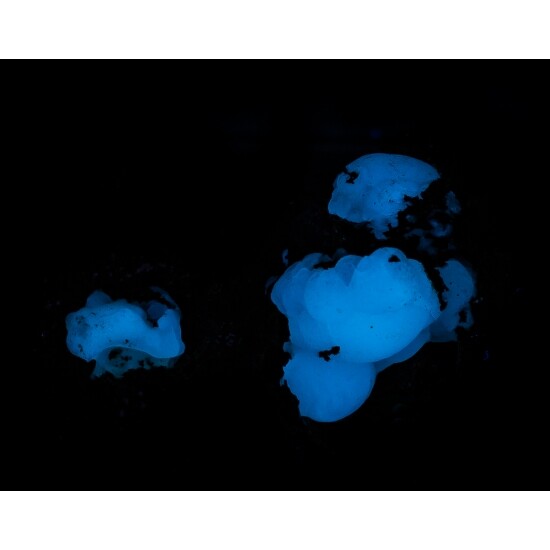 KB: FANTASTIC! BRIGHT FL. & PHOS. BLUE/WHITE SW CALCITE IN LAVA ROCK, GERMANY