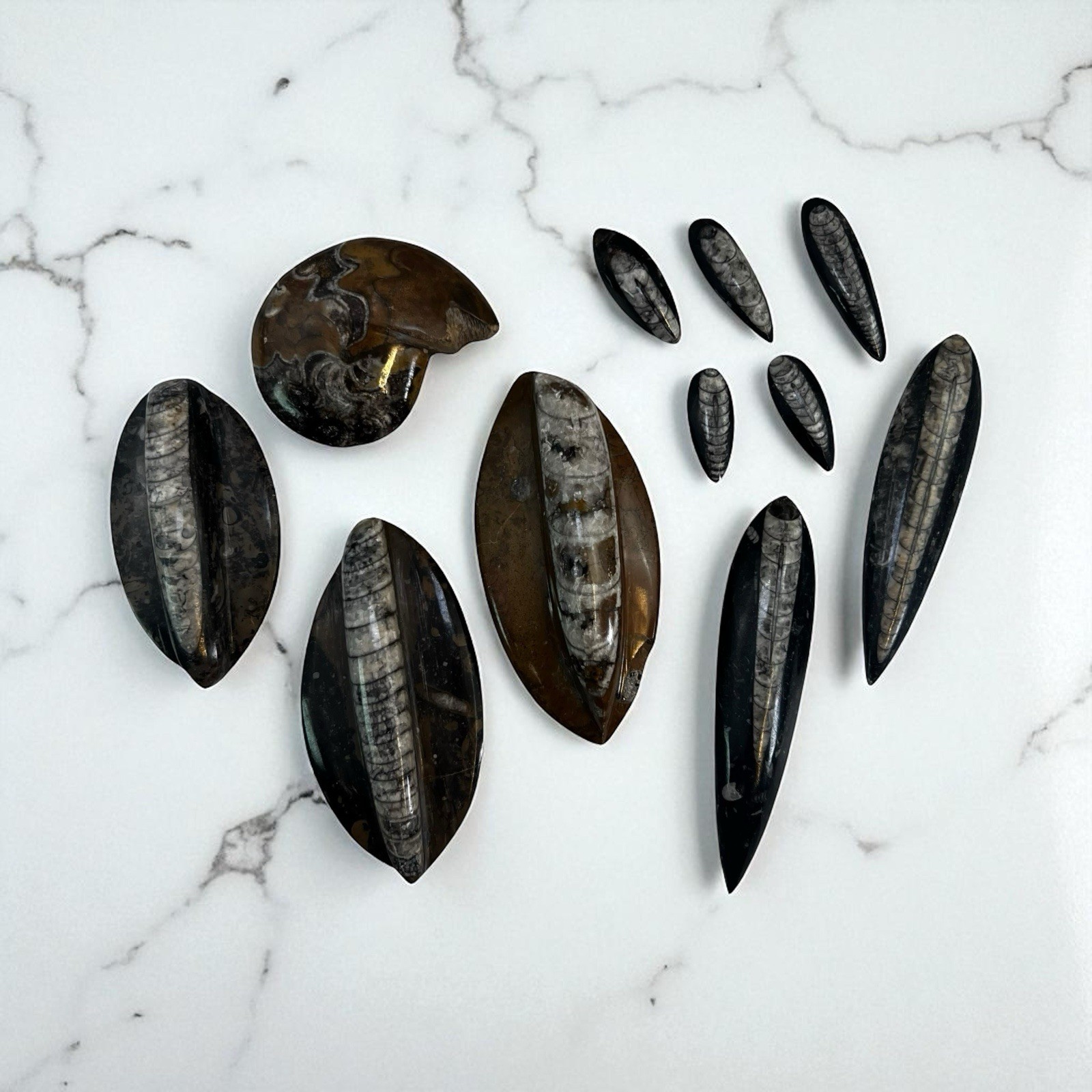 Lot of TEN Polished 400 Million Year Old Orthoceras Fossils Sm and Lg Morocco