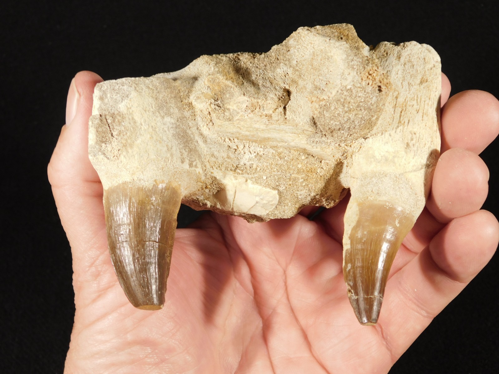 Mosasaurus JAW Bone Fossil with TWO TOOTH Fossils and Stand Morocco 258gr