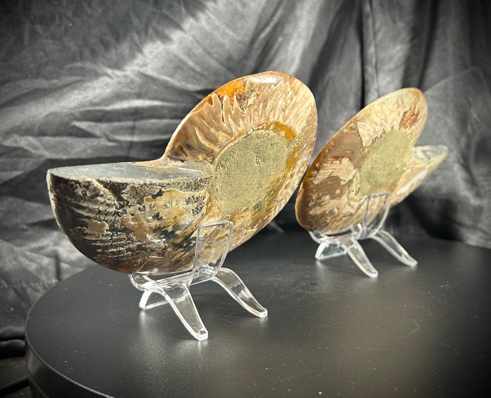 5.44″ Bookend Sliced Ammonite With Acrylic Stands 1lb 1.3 oz (190 grams)