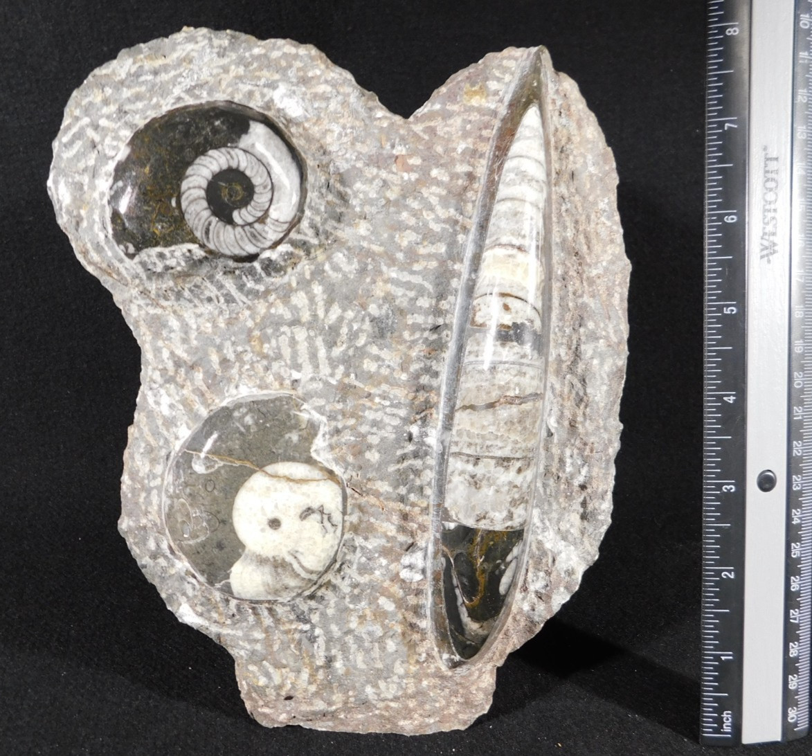 TWO! FREE Standing Polished Goniatite Fossils and an Orthoceras Morocco 1838gr