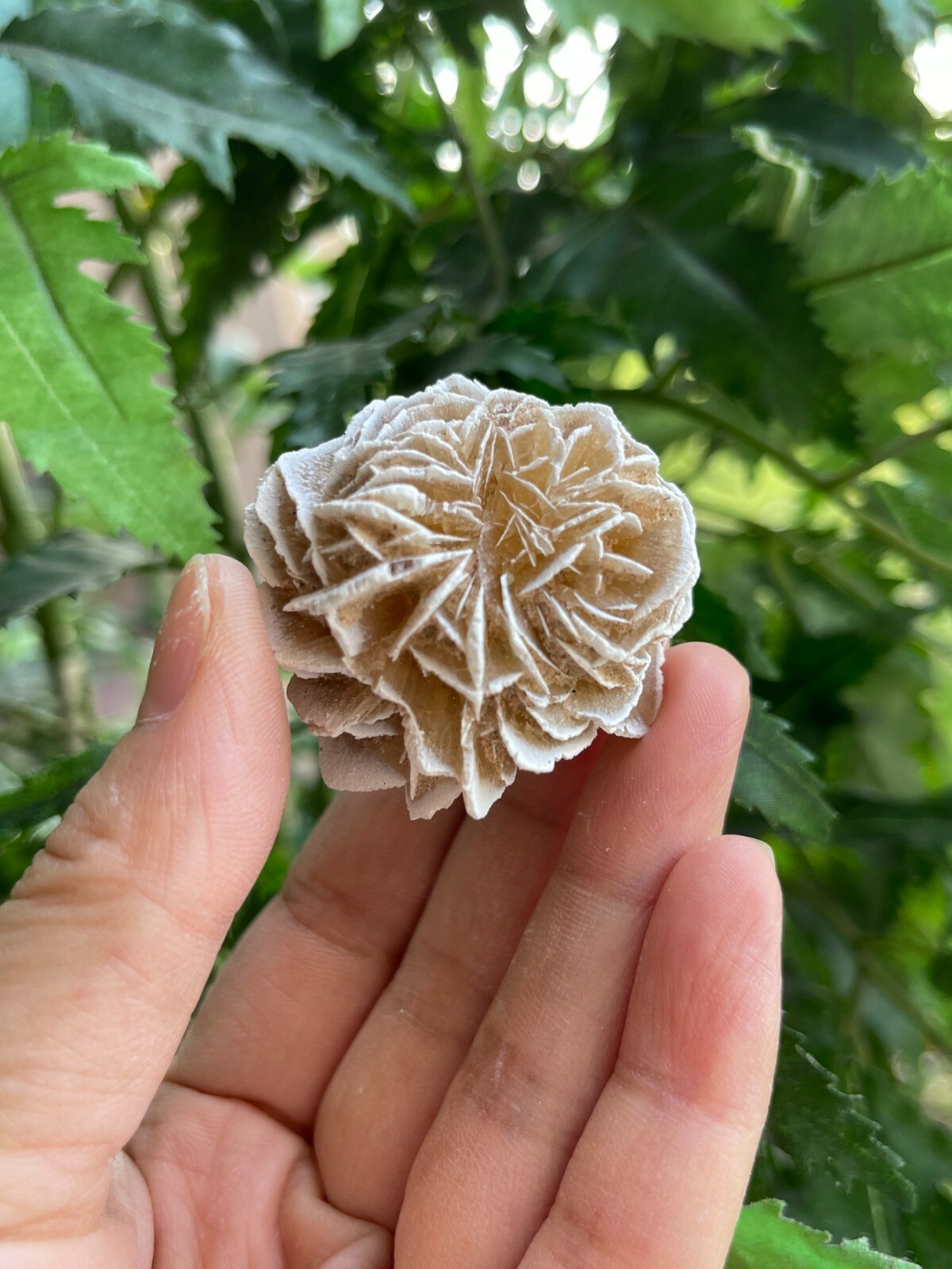 Desert Rose Selenite, 1.25-1.5 Inch Desert Gypsum Rose, Wholesale Bulk Lot