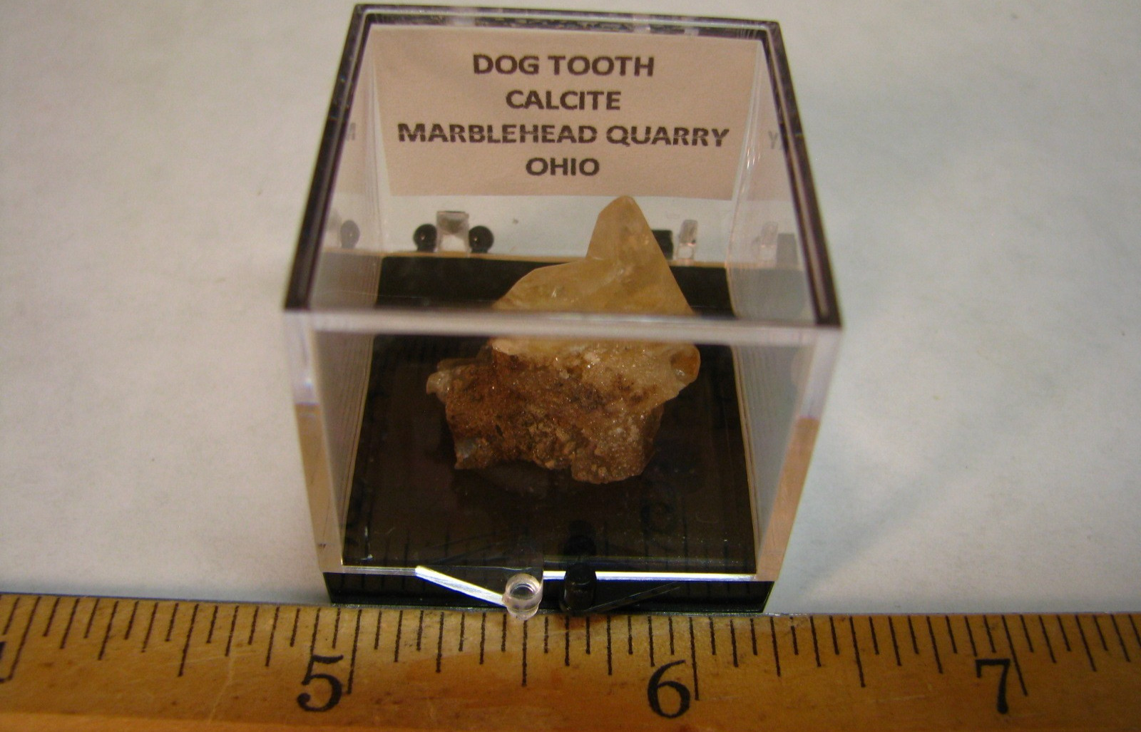 GOLDEN DOGTOOTH CALCITE CLUSTER THUMBNAIL IN CASE MARBLEHEAD QUARRY OHIO #224