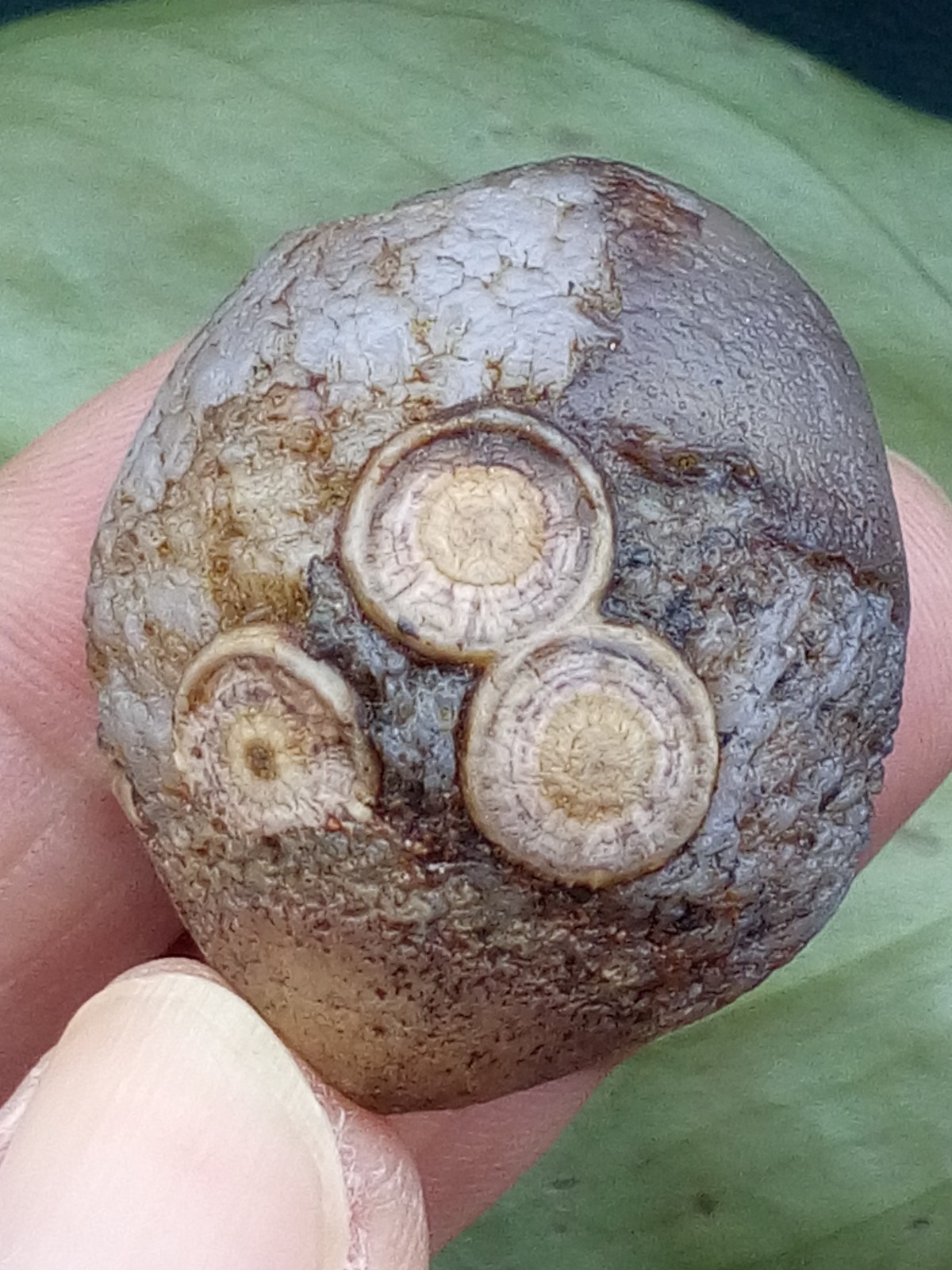 36mm Natural Gobi Agate eye agate stone collection
