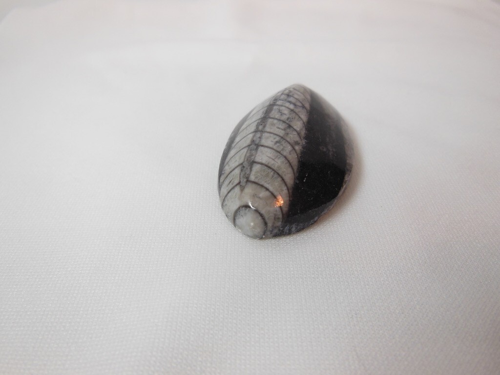 Orthoceras Fossil / Morocco / Polished / Nice Detail