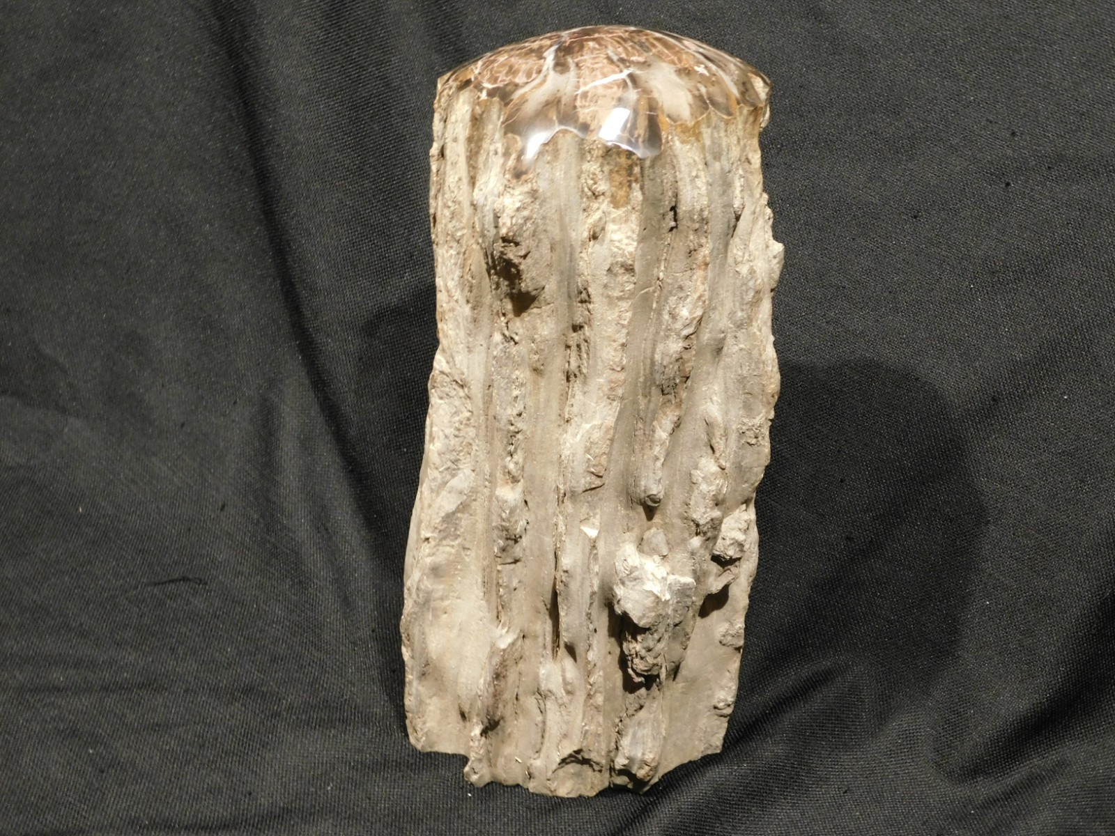 wOw! HUGE Dome Polished Petrified WOOD ROLLER Fossil Free Standing Arizona