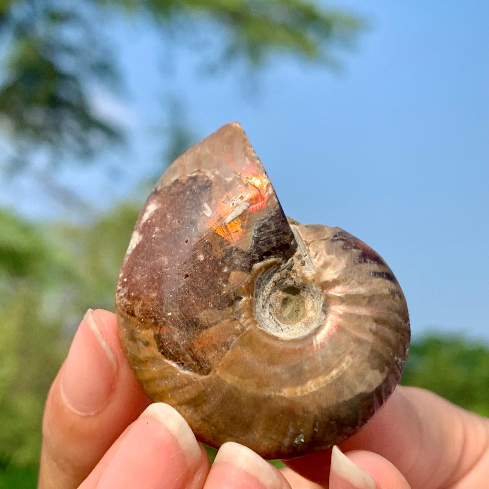 25G Rainbow!! Natural Tentacle Ammonite FossilSpecimen Shell Healing Madagascar