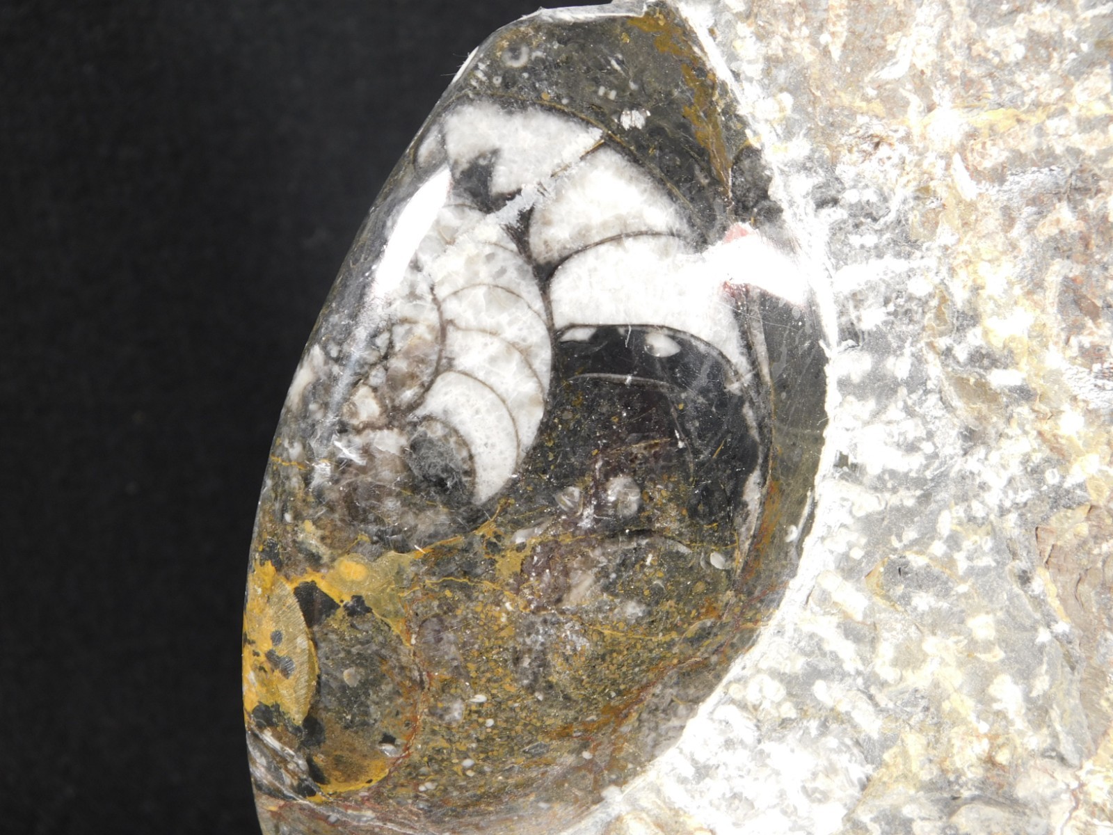 TWO! Polished Goniatite Fossils and an Orthoceras Fossil in Big Matrix 1661gr