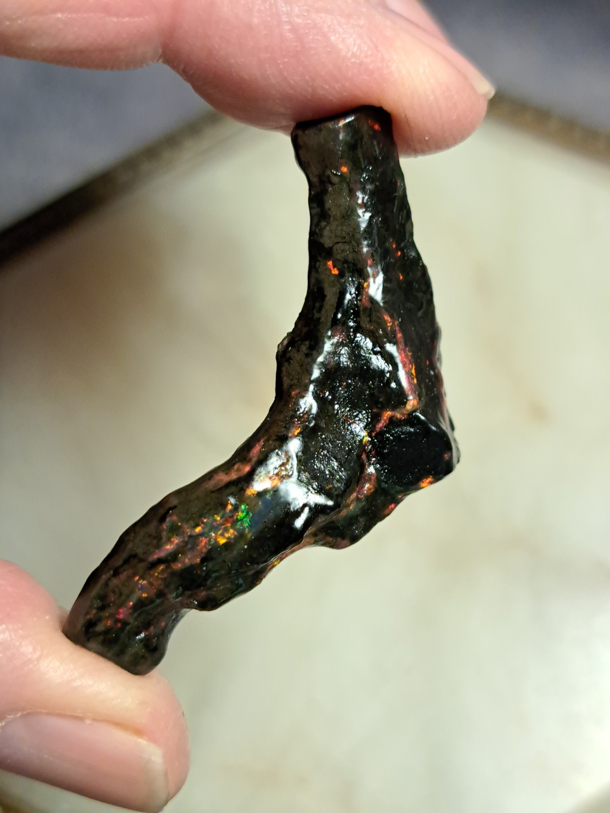 Huge Multicolor 38.52ct Indonesian Wood Opal Fossil Red, Green, & Yellow Flashes