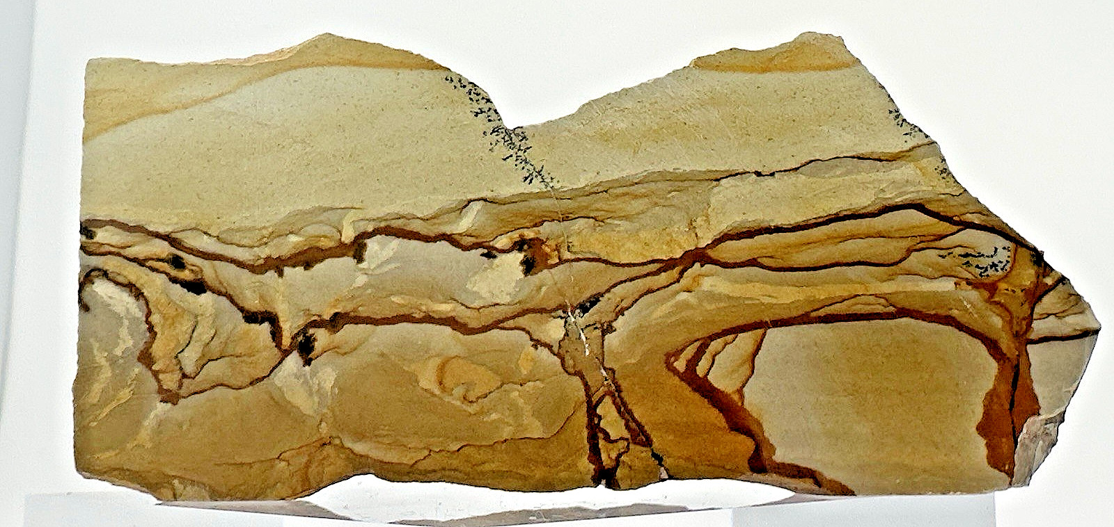 4) Rare Polished Ohwlee Picture Jasper Slab 5″ Display Specimen 5.80 oz