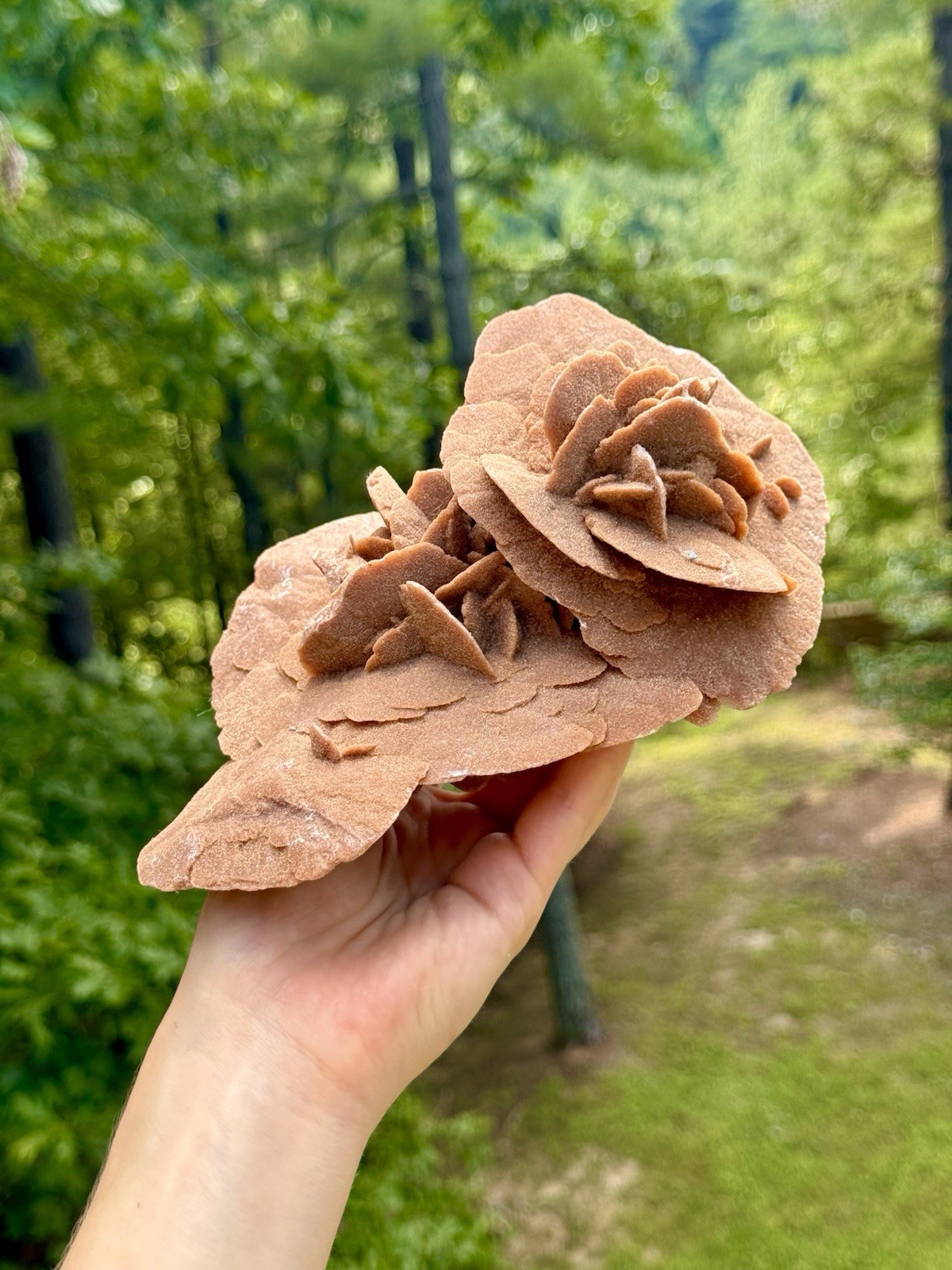 Large Desert Rose Selenite Gypsum Cluster 7” Natural Mineral Specimen 987g