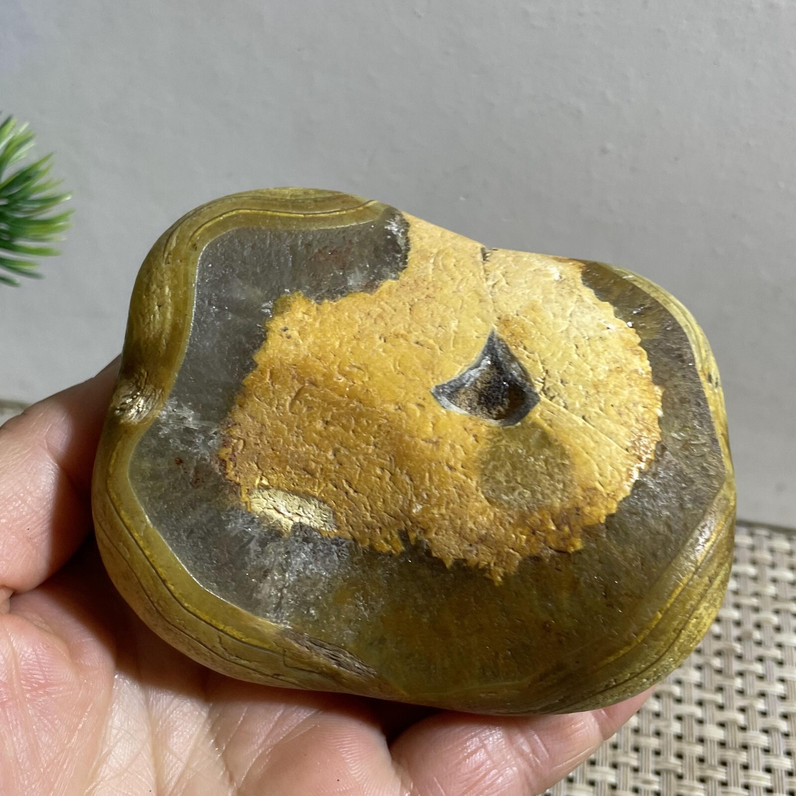 352g Bonsai Suiseki- Gobi Agate Eyes Stone-Rare Stunning Viewing