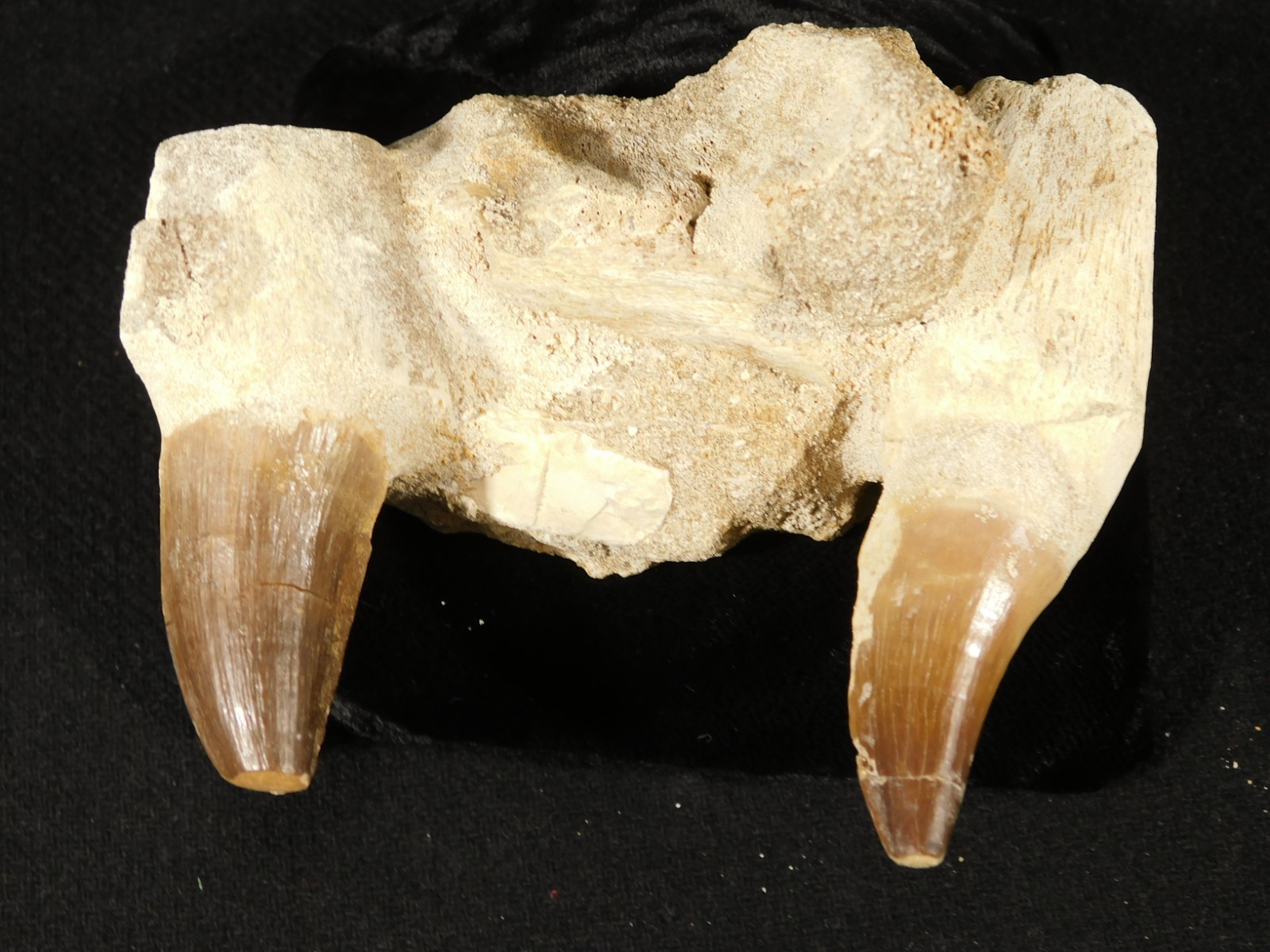 Mosasaurus JAW Bone Fossil with TWO TOOTH Fossils and Stand Morocco 258gr