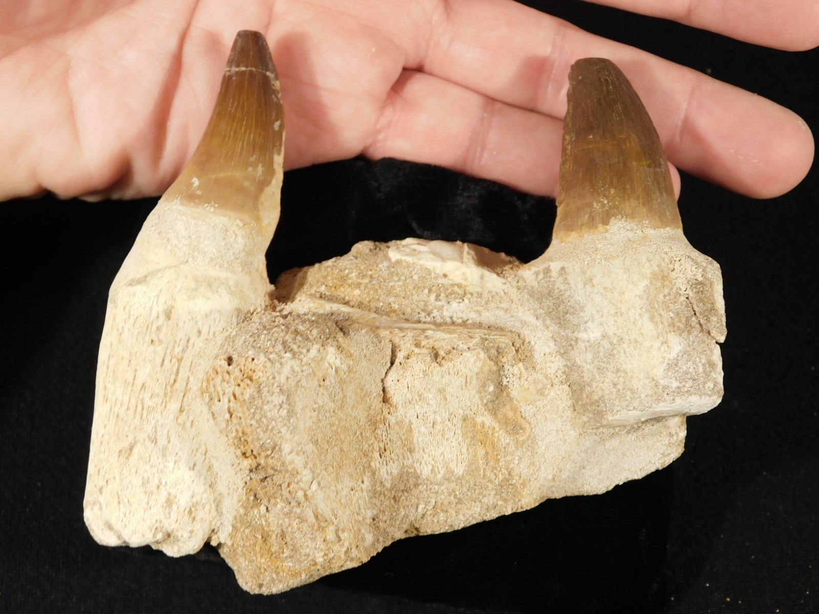 Mosasaurus JAW Bone Fossil with TWO TOOTH Fossils and Stand Morocco 258gr