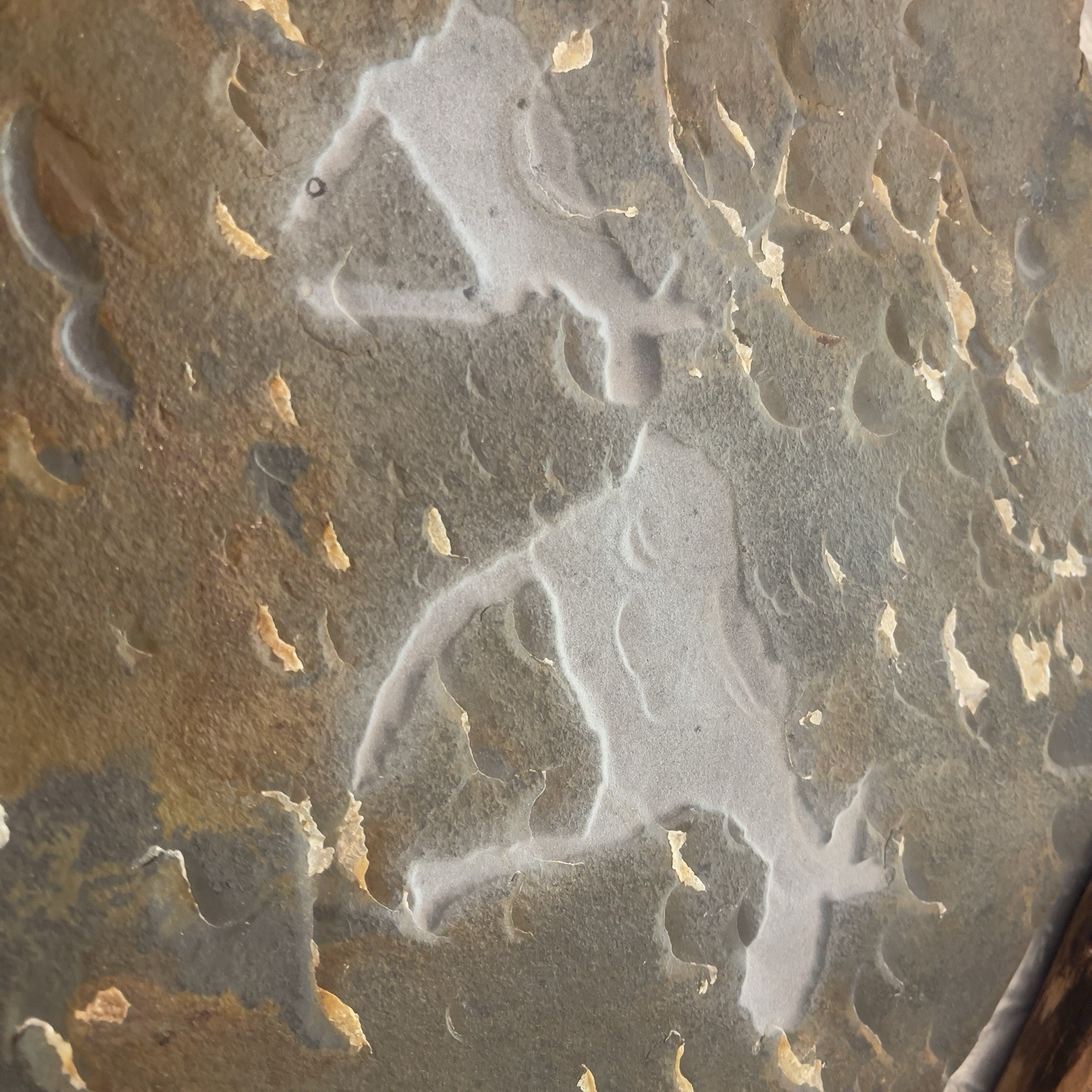 Petroglyph Animals Mineral Slab Specimen Display Wood Stands Wire Hanger