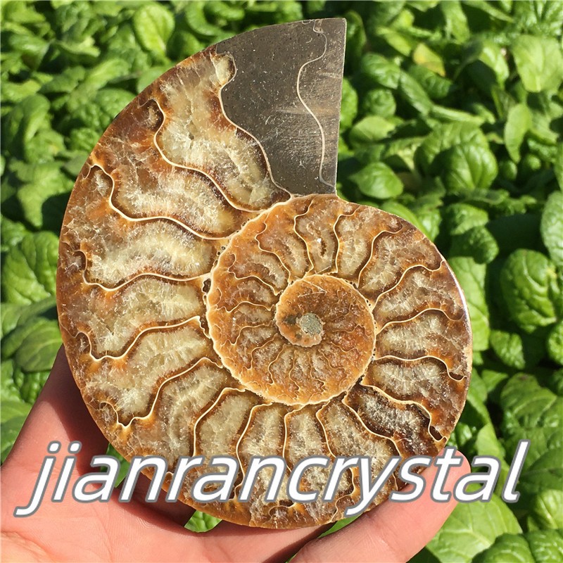 Natural ammonite fossil conch Crystal specimen healing+stand 1PC 200g+
