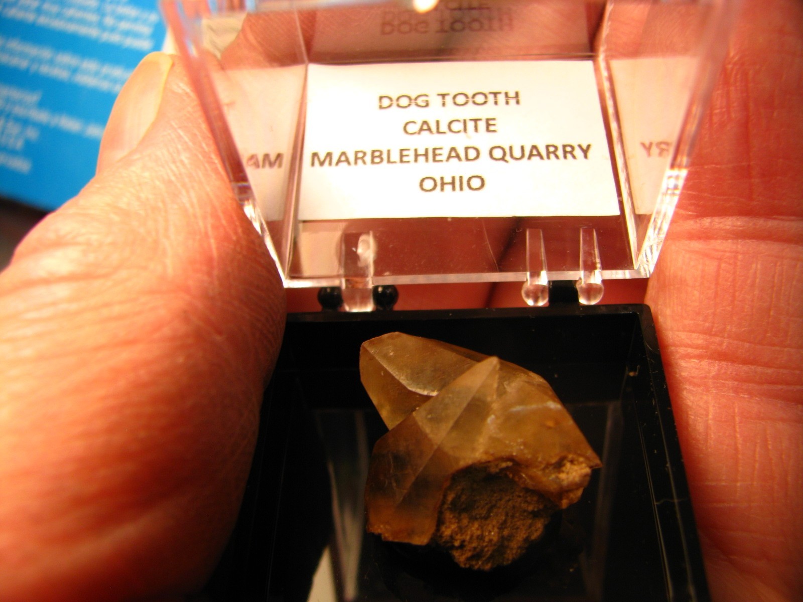GOLDEN DOGTOOTH CALCITE CRYSTALS THUMBNAIL IN CASE MARBLEHEAD QUARRY OHIO #037
