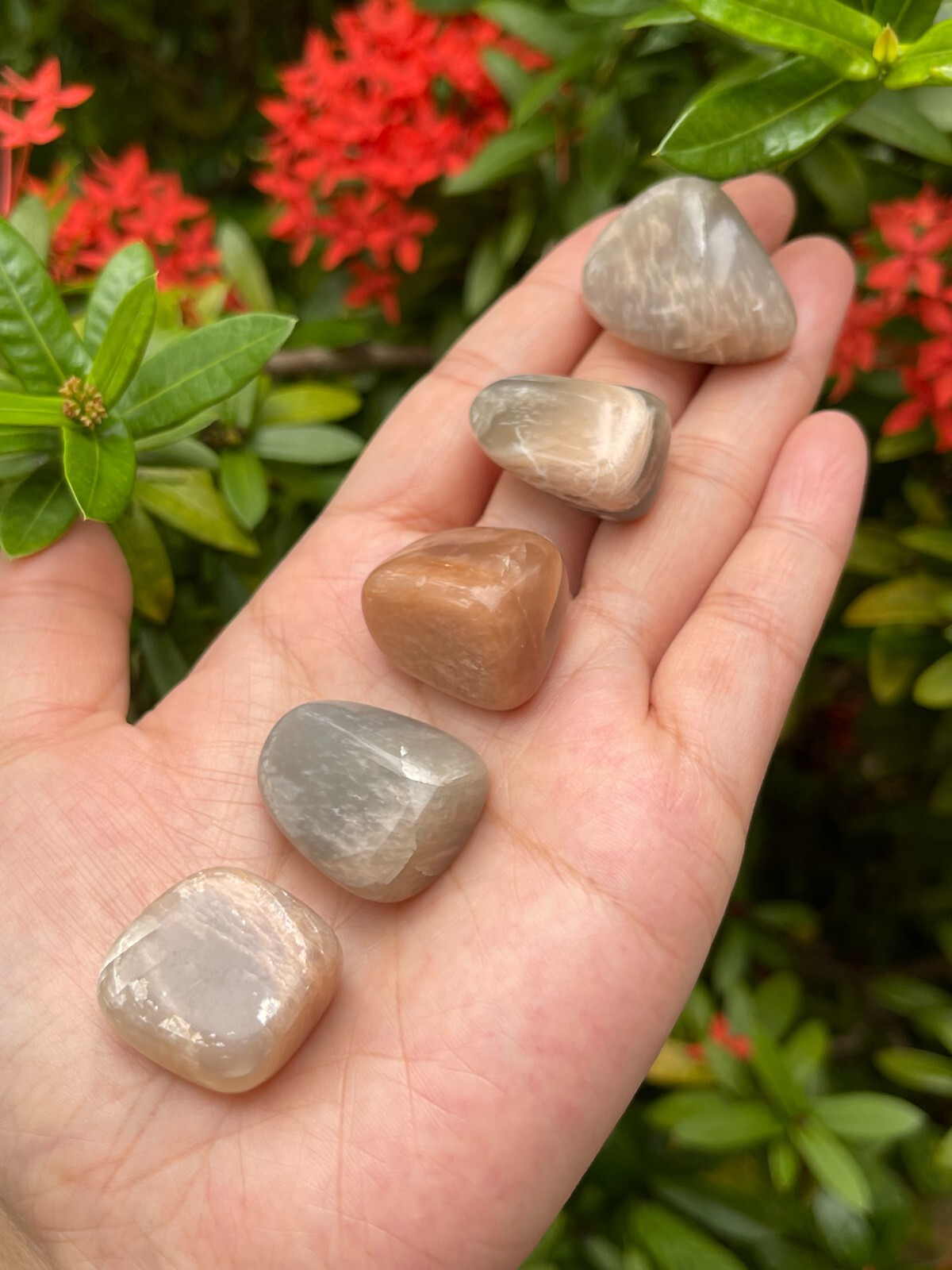 Grade A++ Moonstone Multi Tumbled Stones, 0.75-1″ Tumbled Multicolored Moonstone