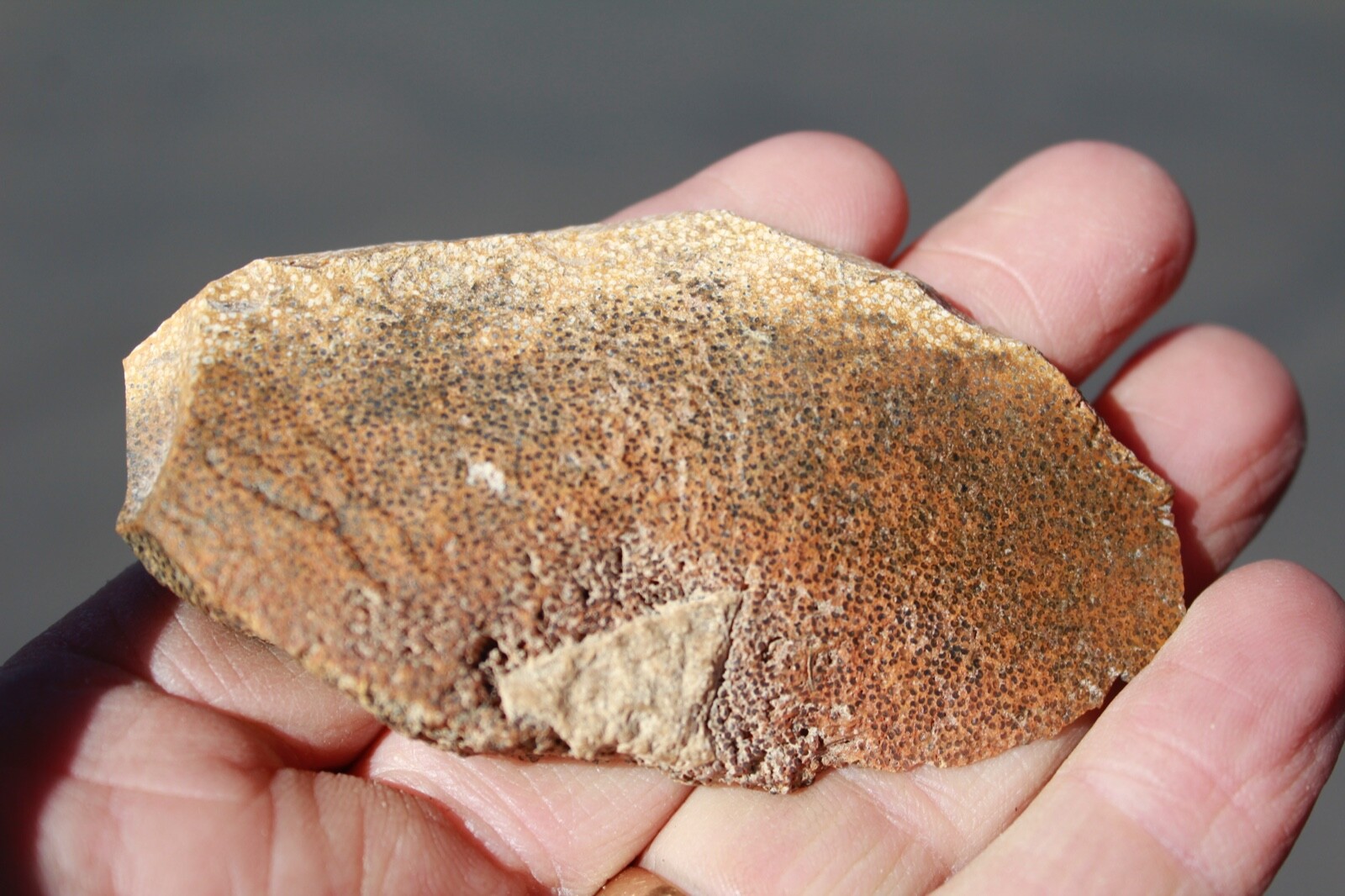 Petrified Palmwood • 2.0 oz. • Juab County, Utah