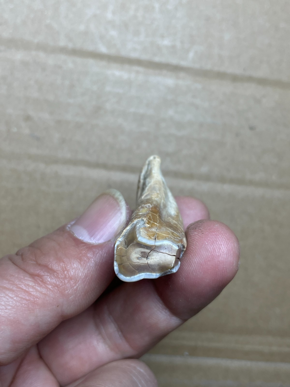 5 pieces Beautiful Ice Age tooth collection