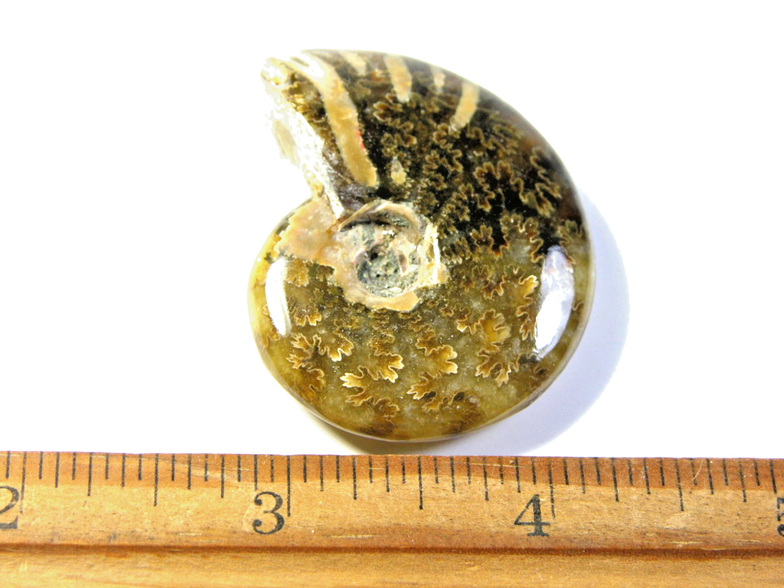 Ammonite fossil polished 1 1/2″ + showing suture &fire Madagascar ms44