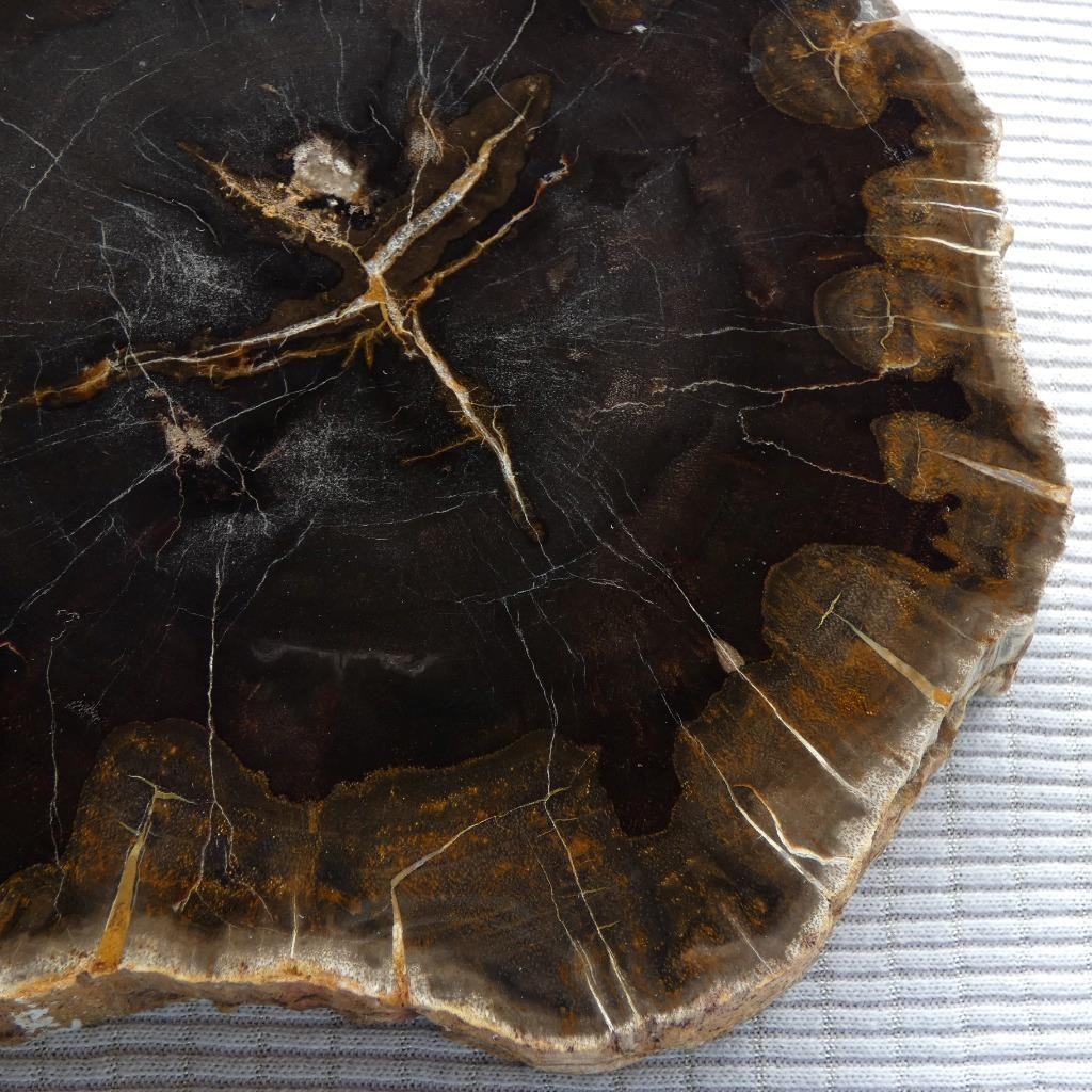 RimRock: 1.90 Lbs Polished NEW MEXICO PETRIFIED WOOD Rough Full Round