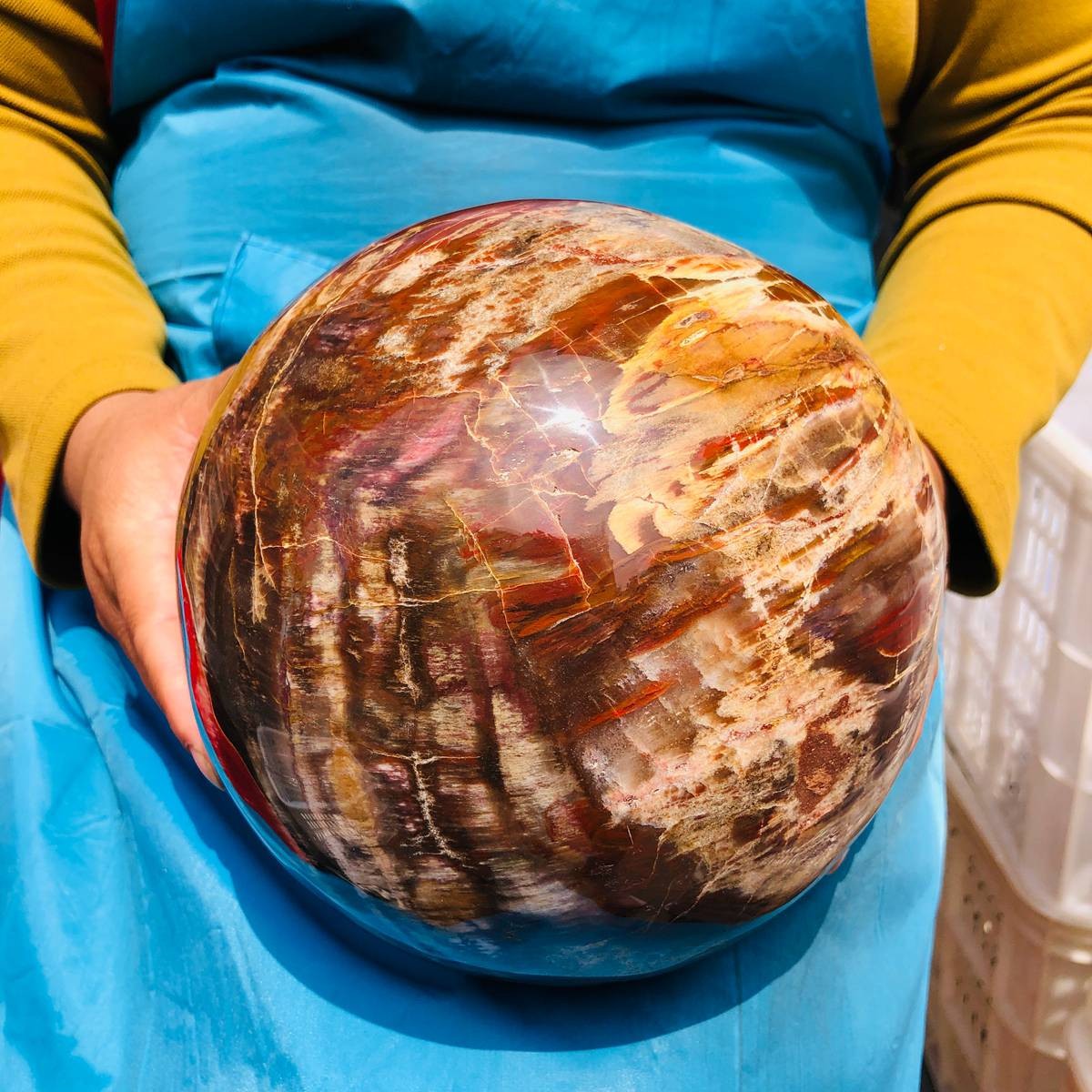 16.1LB Rare Natural Petrified Wood Ball Crystal Quartz Mineral Healing 4708