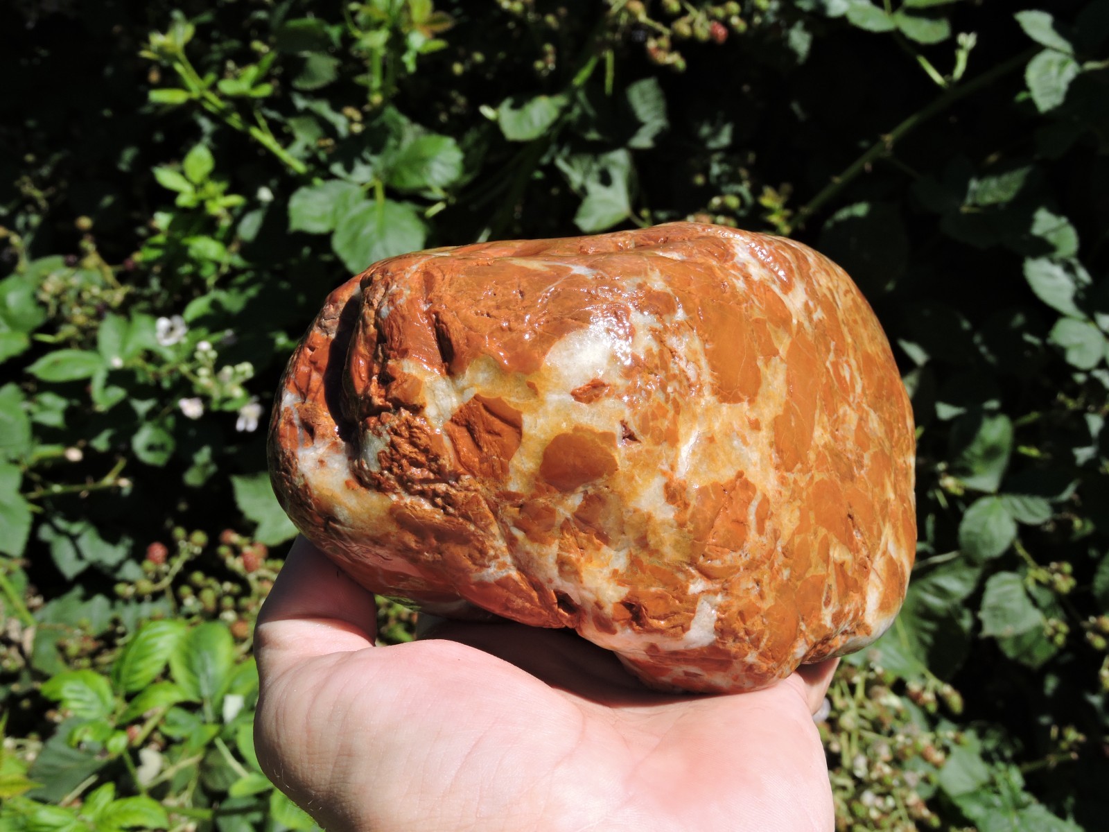 High Grade Whole OREGON Marbled Jasper Nodule (5Lb+) ORANGE Brecciated Jaspagate